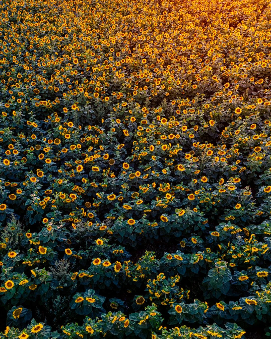 DJI_0968.jpg