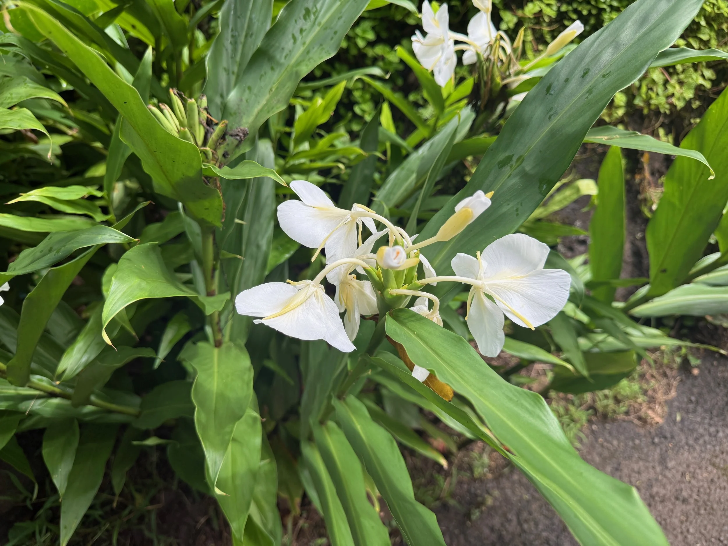 IMG_3869.jpeg