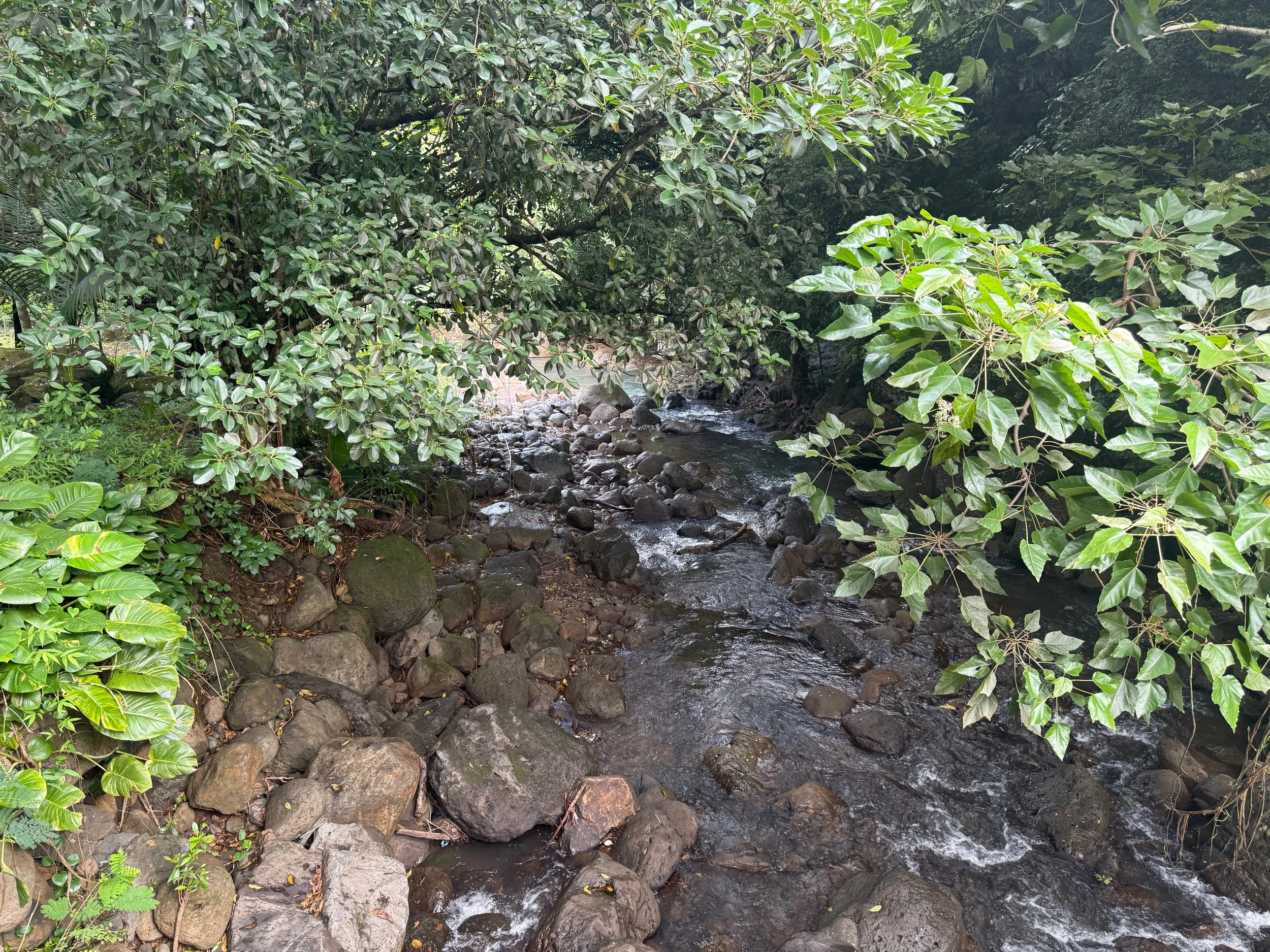 IMG_3833.jpeg