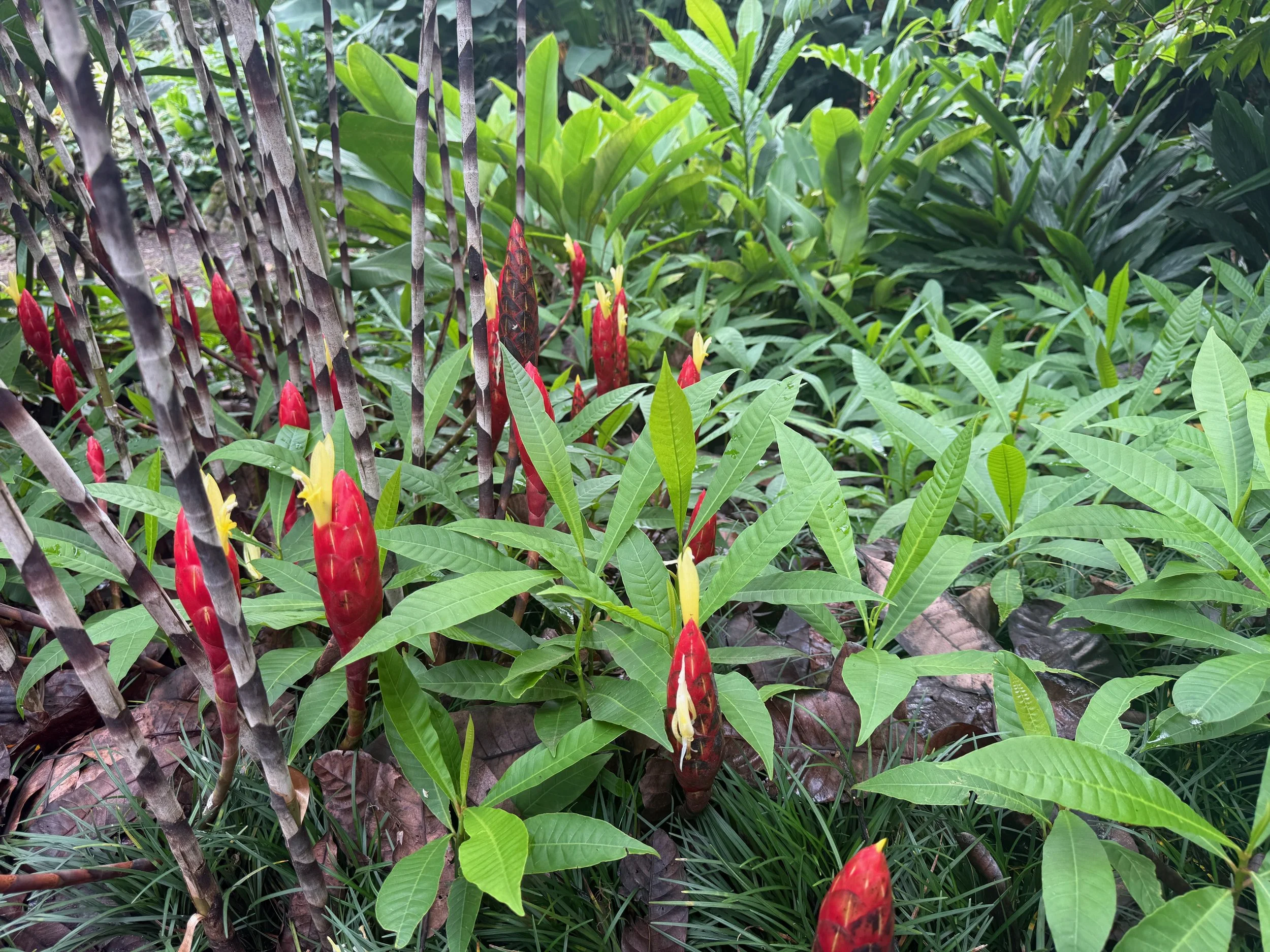 IMG_3831.jpeg