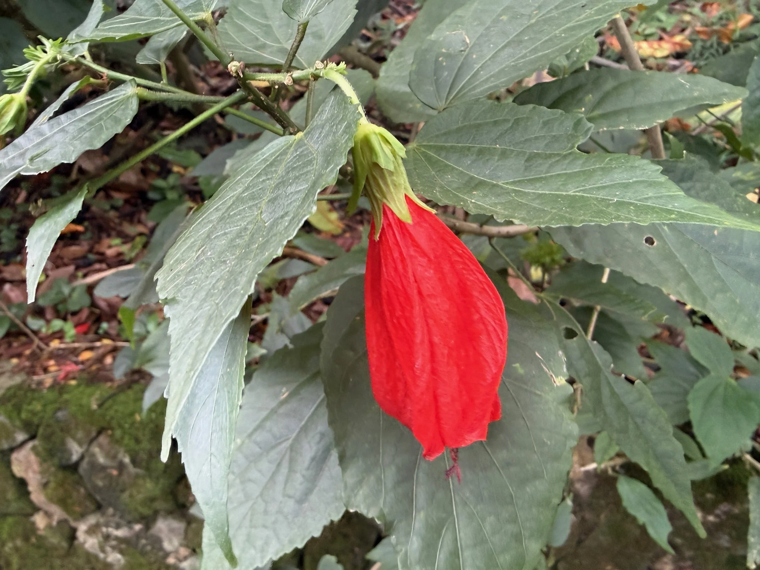 IMG_3826.jpeg