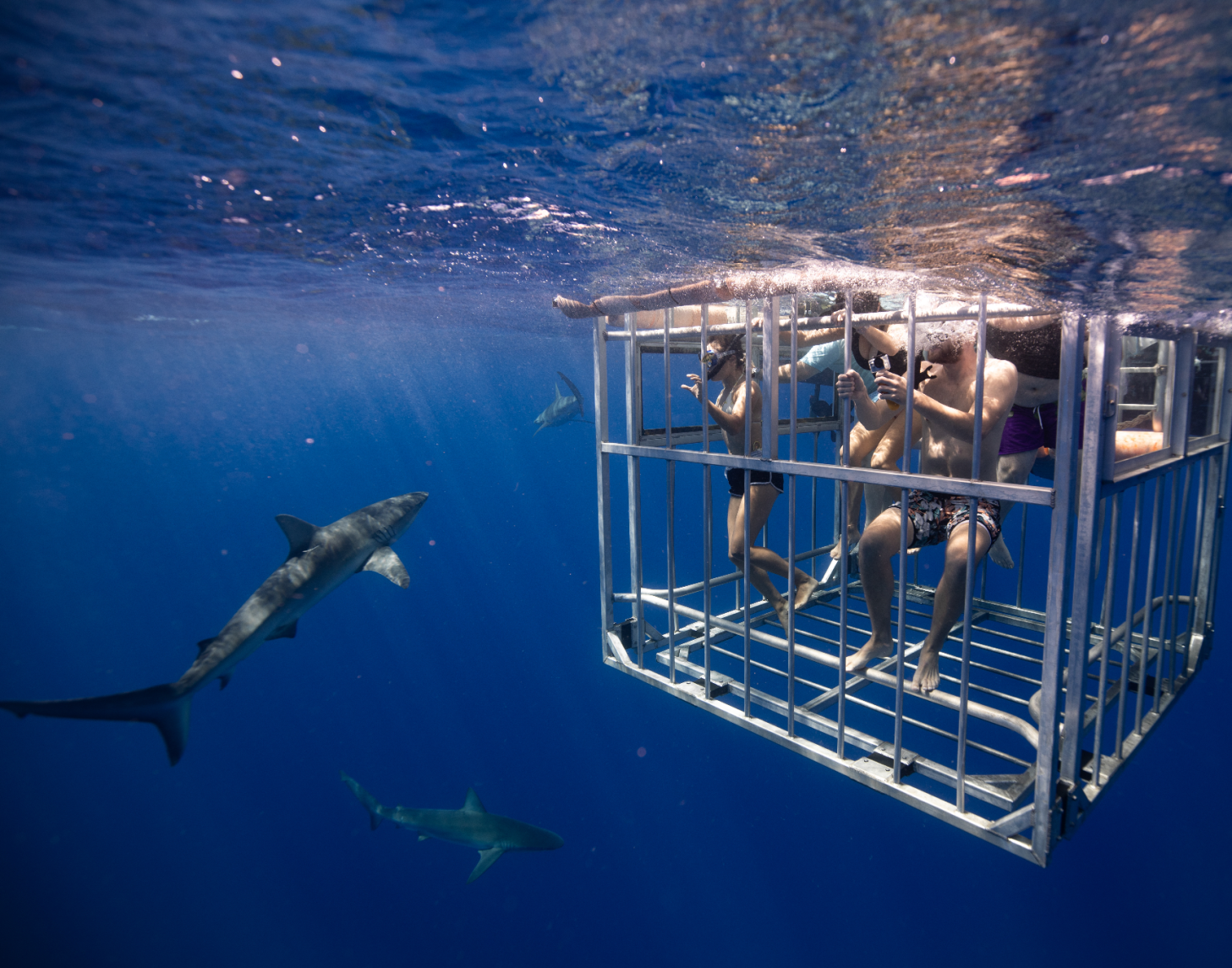 Shark Cave Diving