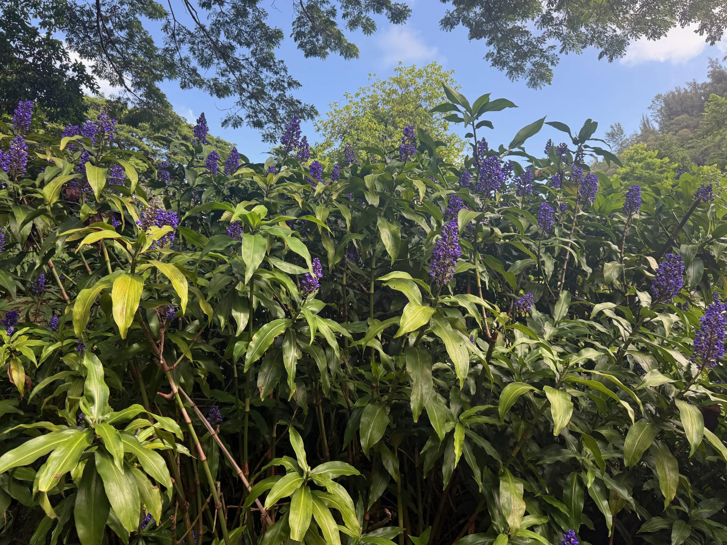 IMG_3815.jpeg