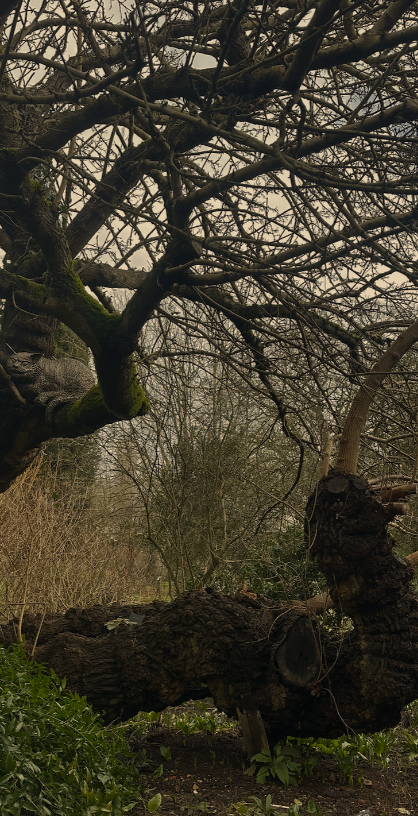 A winter scene of an intricate tree in Oxford Botanical Garden.