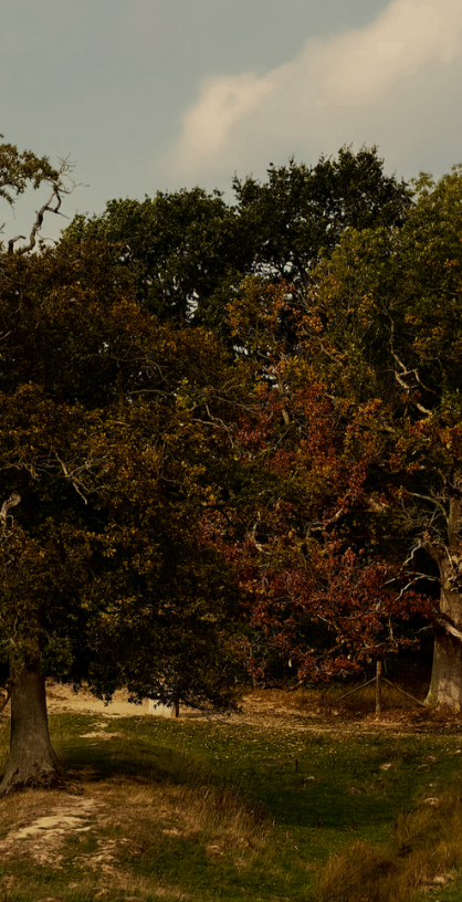 An autumnal view of the Knepp Estate in West Sussex.