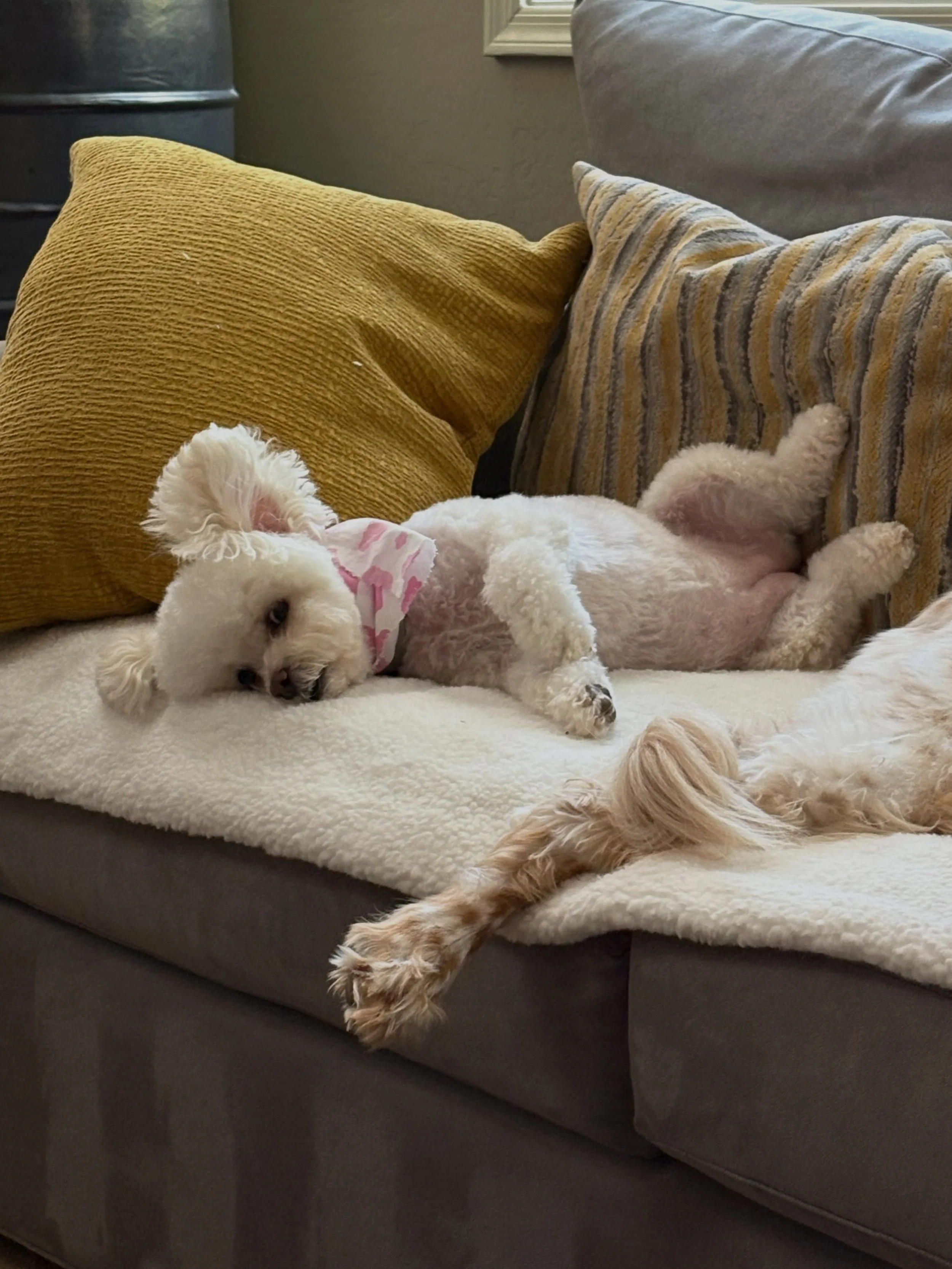 Bean, a small white dog relaxing on a couch in Chandler, Arizona.