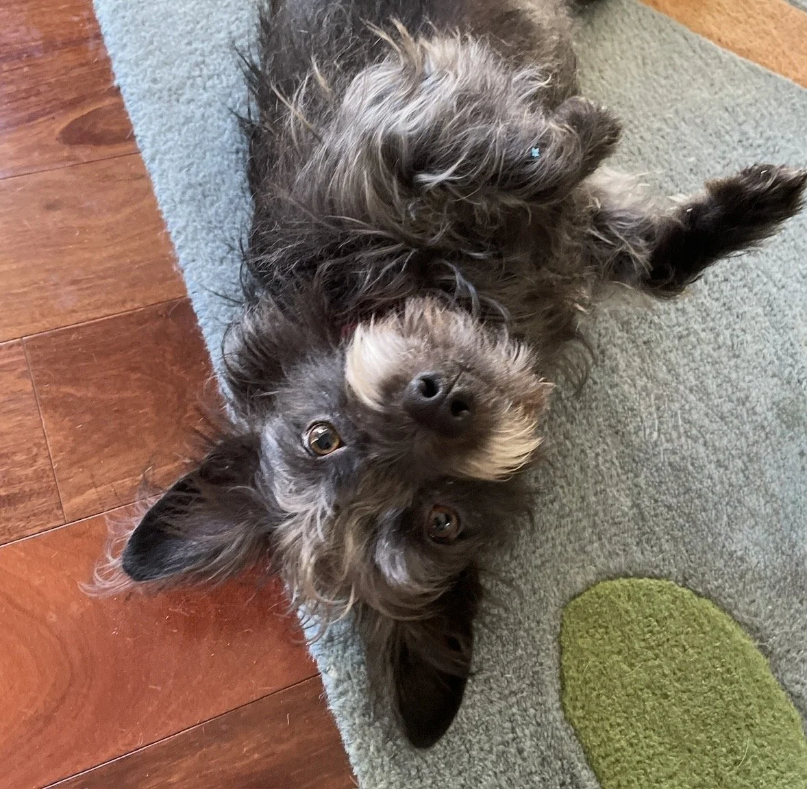 Black and gray Cairn Terrier looking adorable laying on the ground expecting belly rubs.
