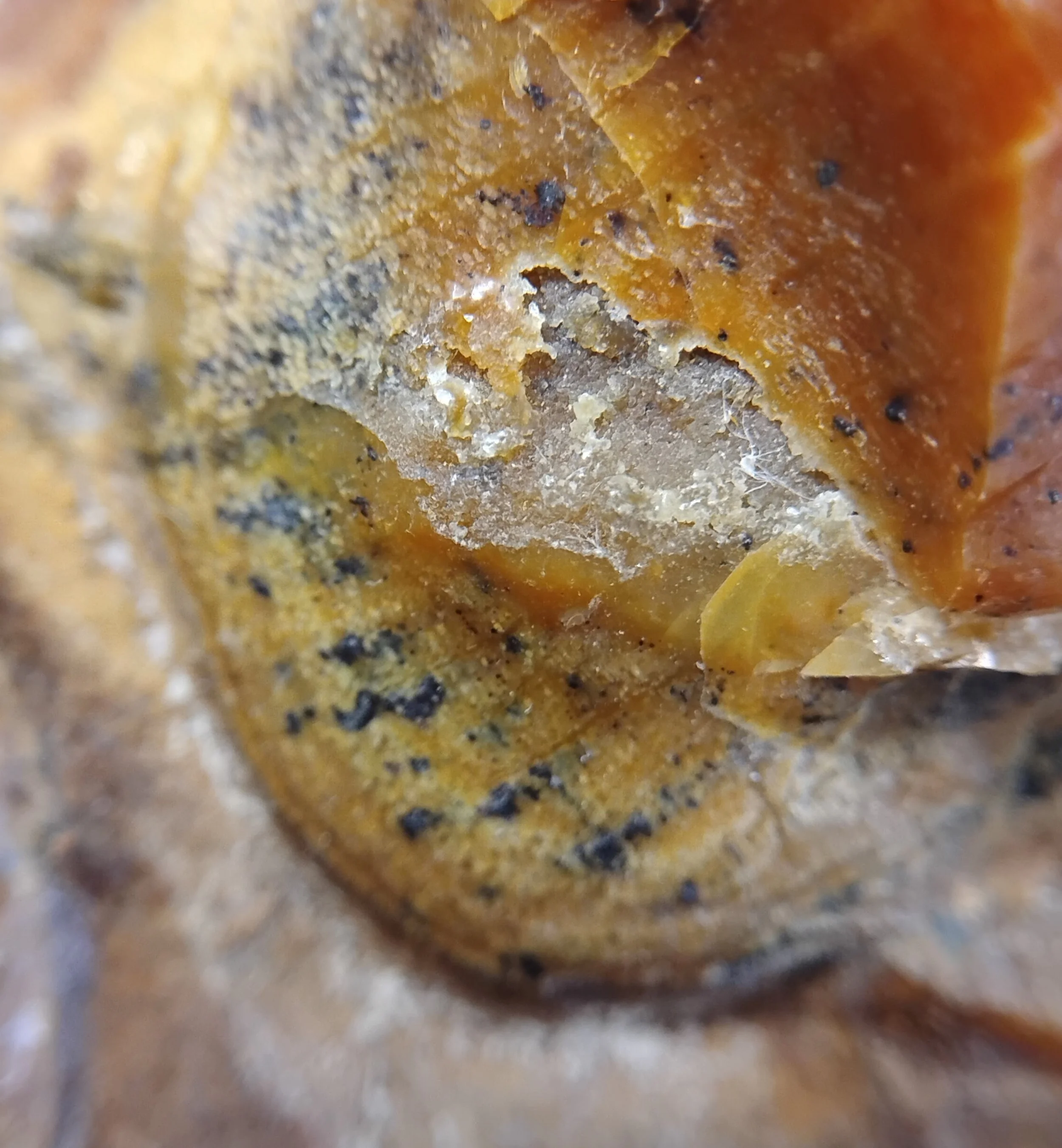 Macro-photography of ancient insect larvae.