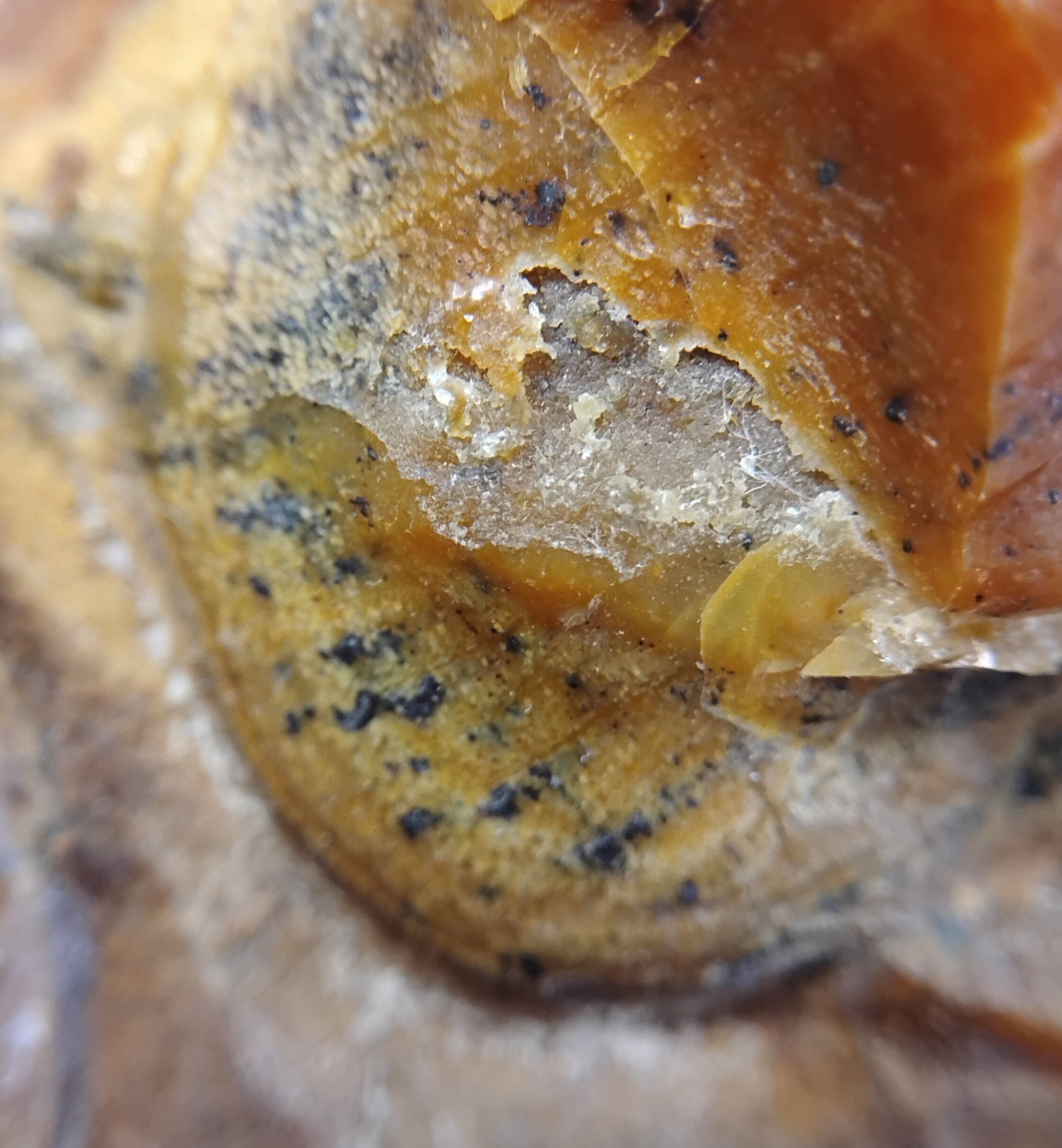 A close-up of the Beetle Larvae. Authentication is underway to confirm the species of this Larvae and the others preserved.