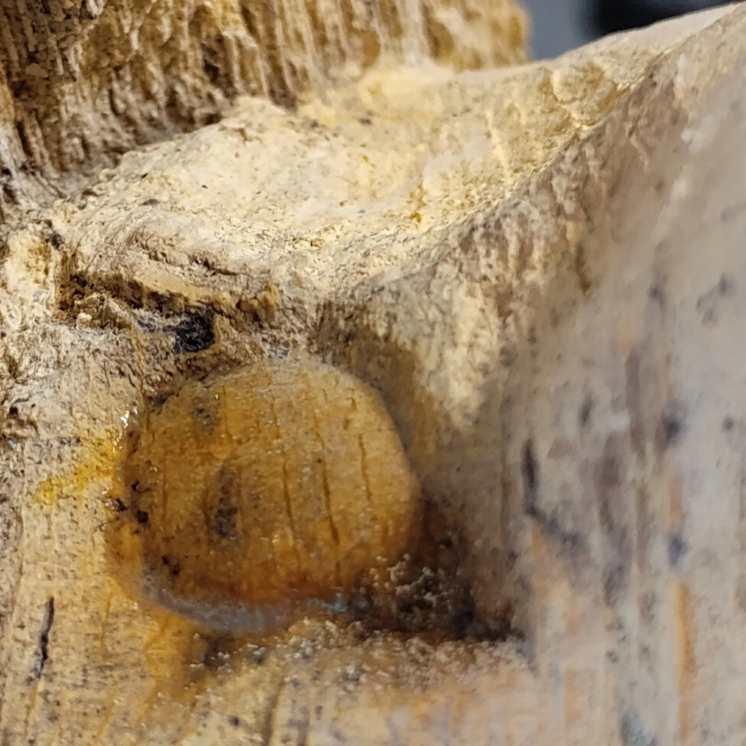 One of the insect tunnels. What is peeking out of this tunnel? That's what we are investigating.