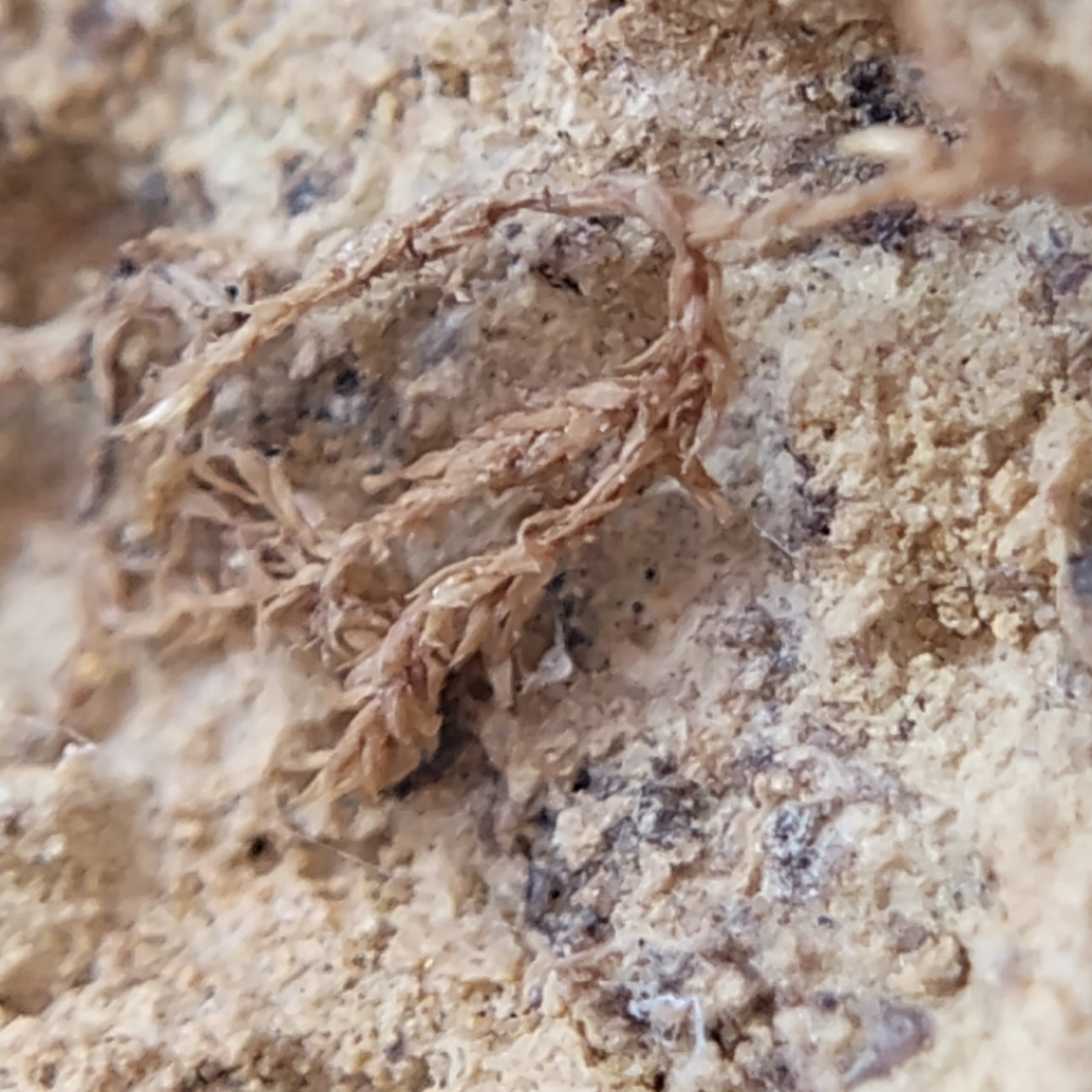 Macro-photography of the micro-flora held within the root-mass matrix. Closely related to modern day ferns.