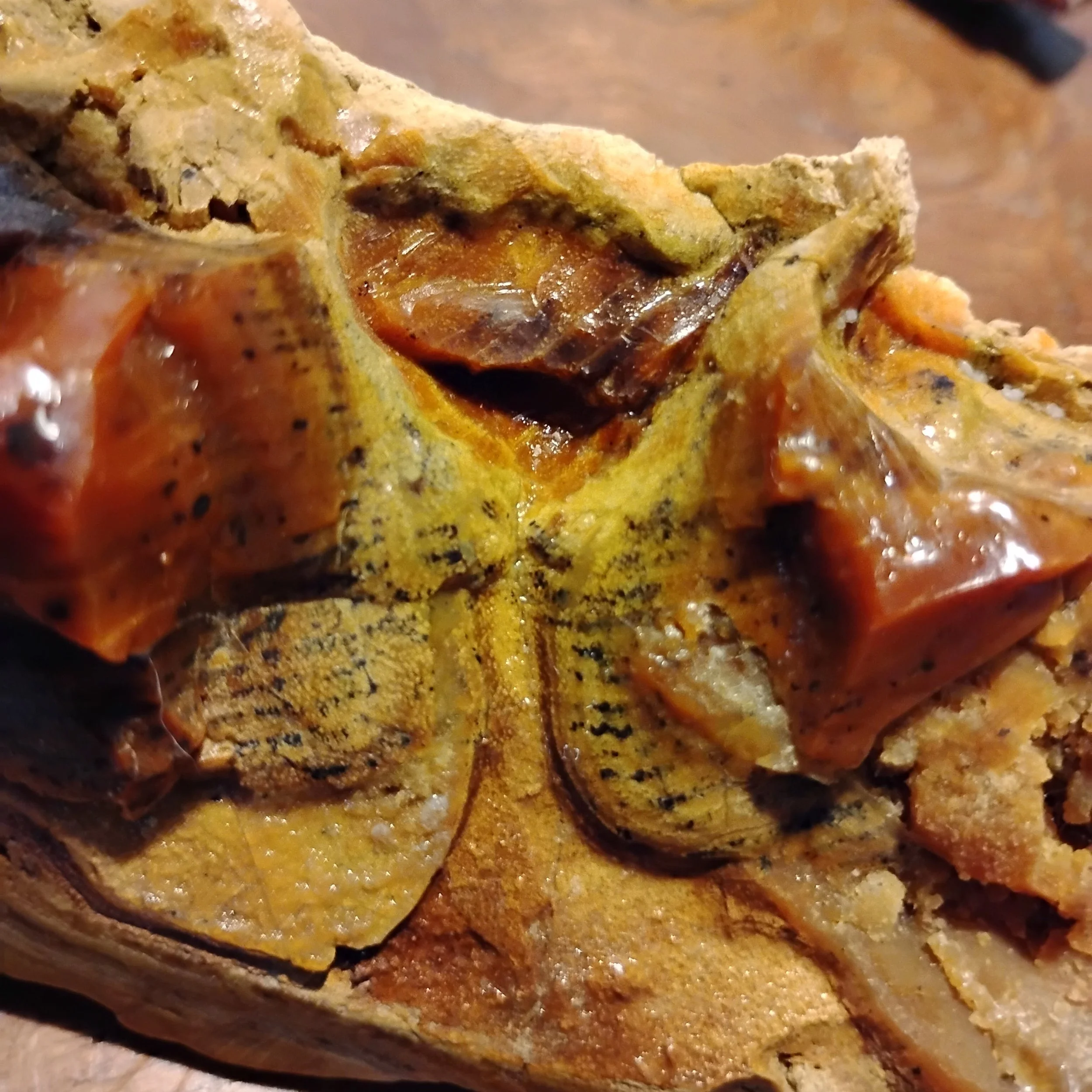 Wood boring Beetle Larvae, preserved in Opal.
