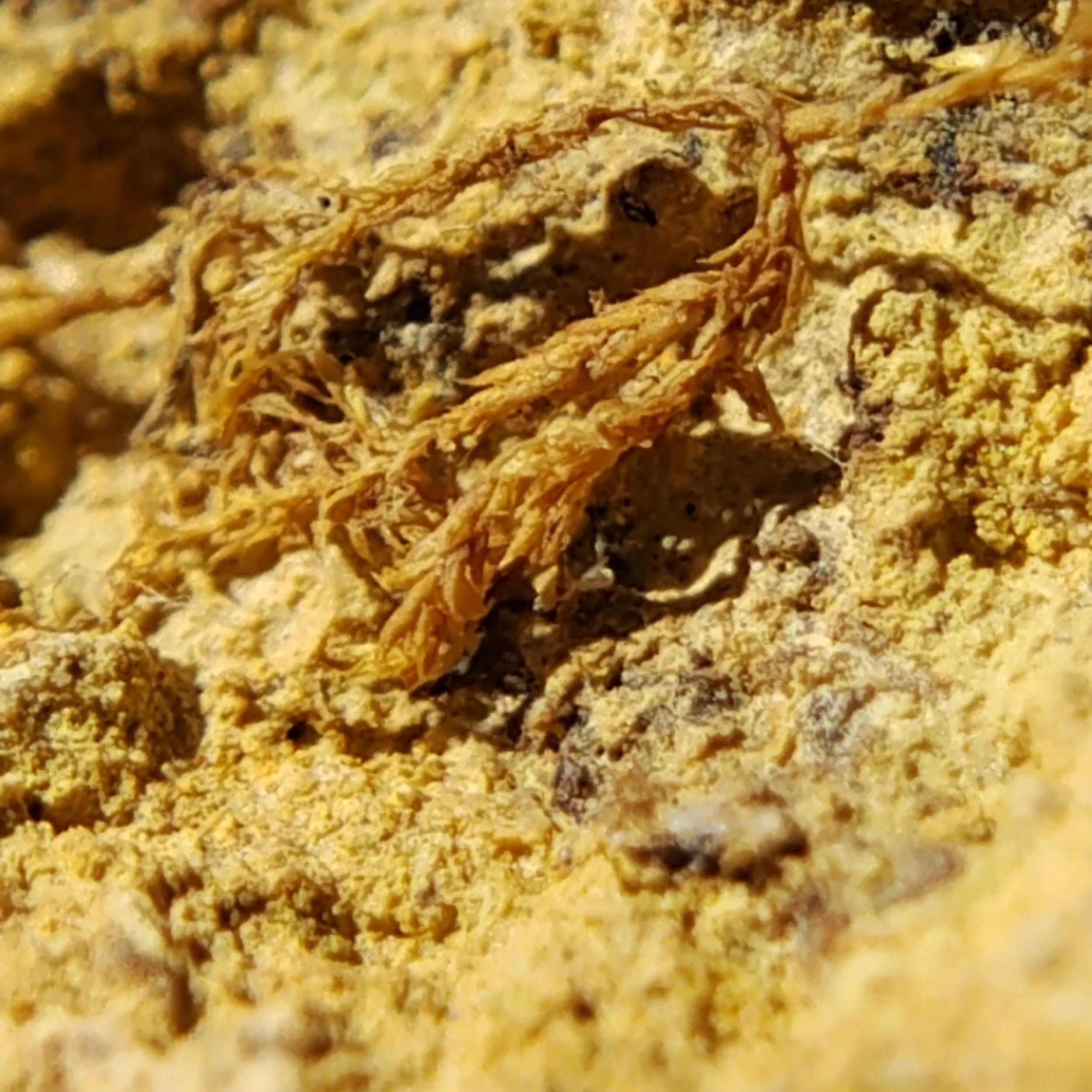 A plant micro-fossil within the root mass. A 65 million year old plant is forever preserved in time.