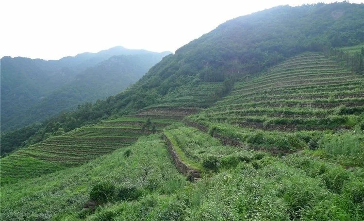 tea-3.jpg