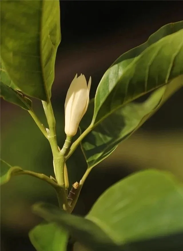 tea-2.jpg