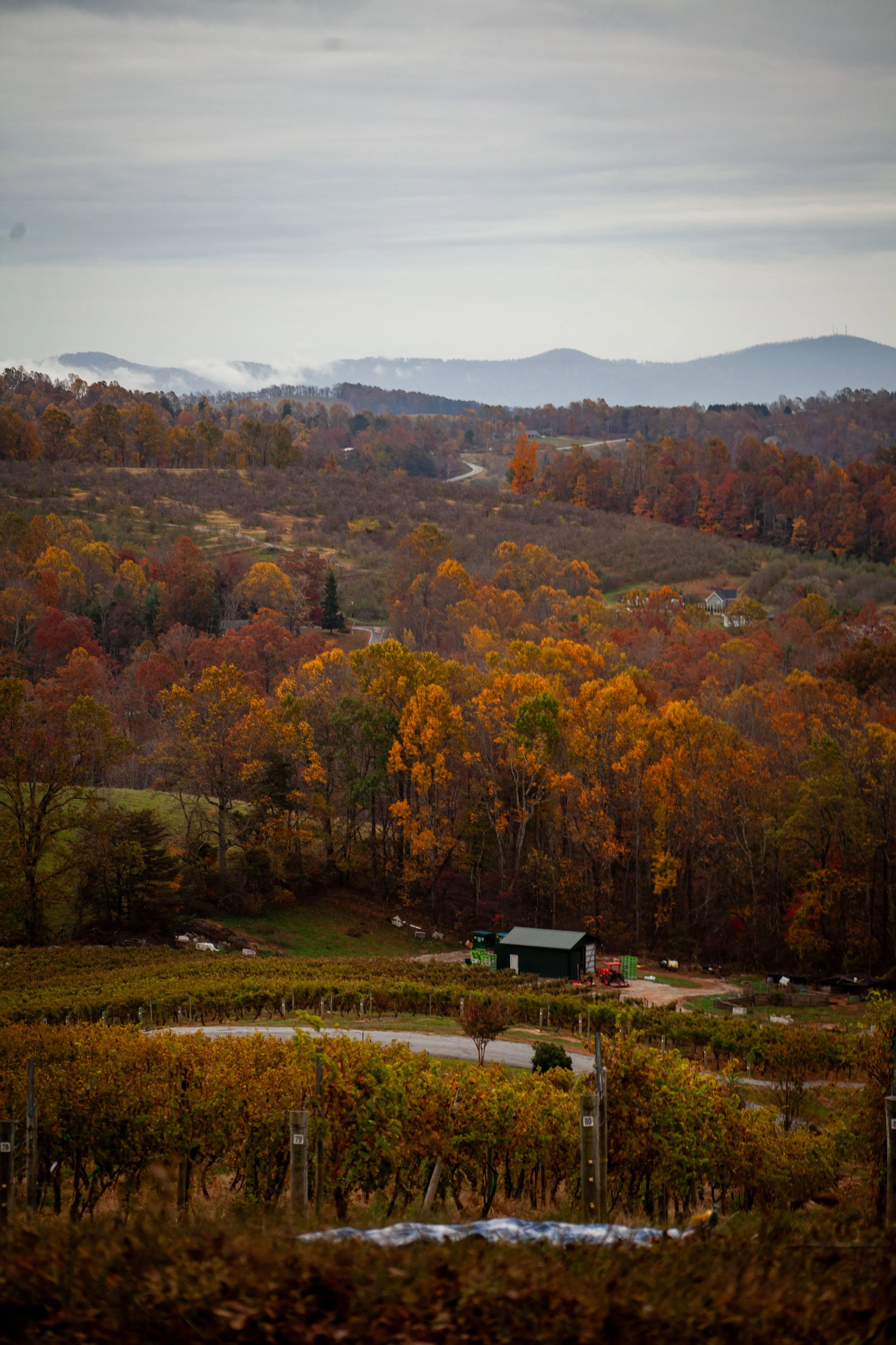 Point Lookout Vineyard has a wonderful view of the mountains in the fall.
