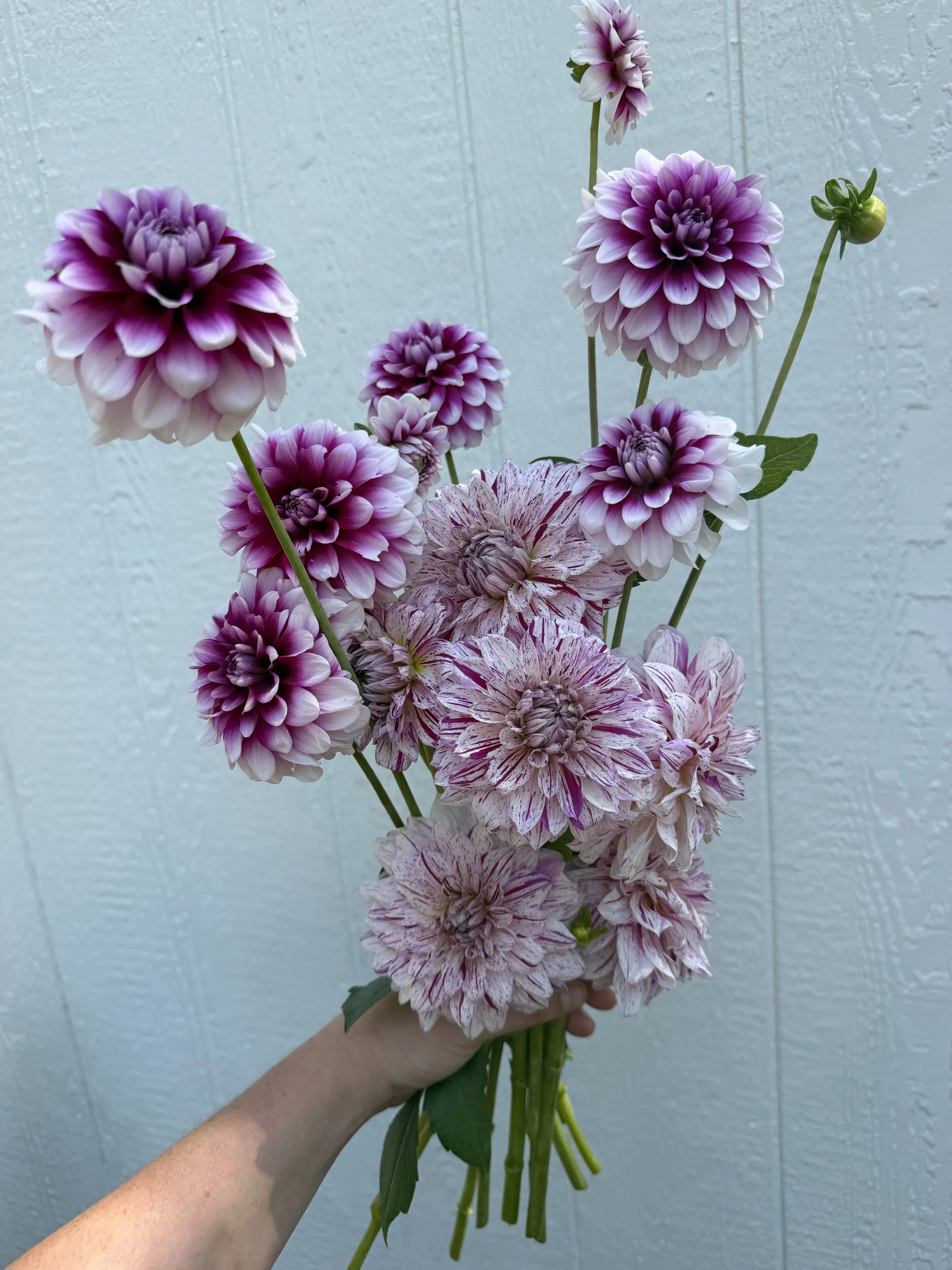 IMG_6114.jpeg