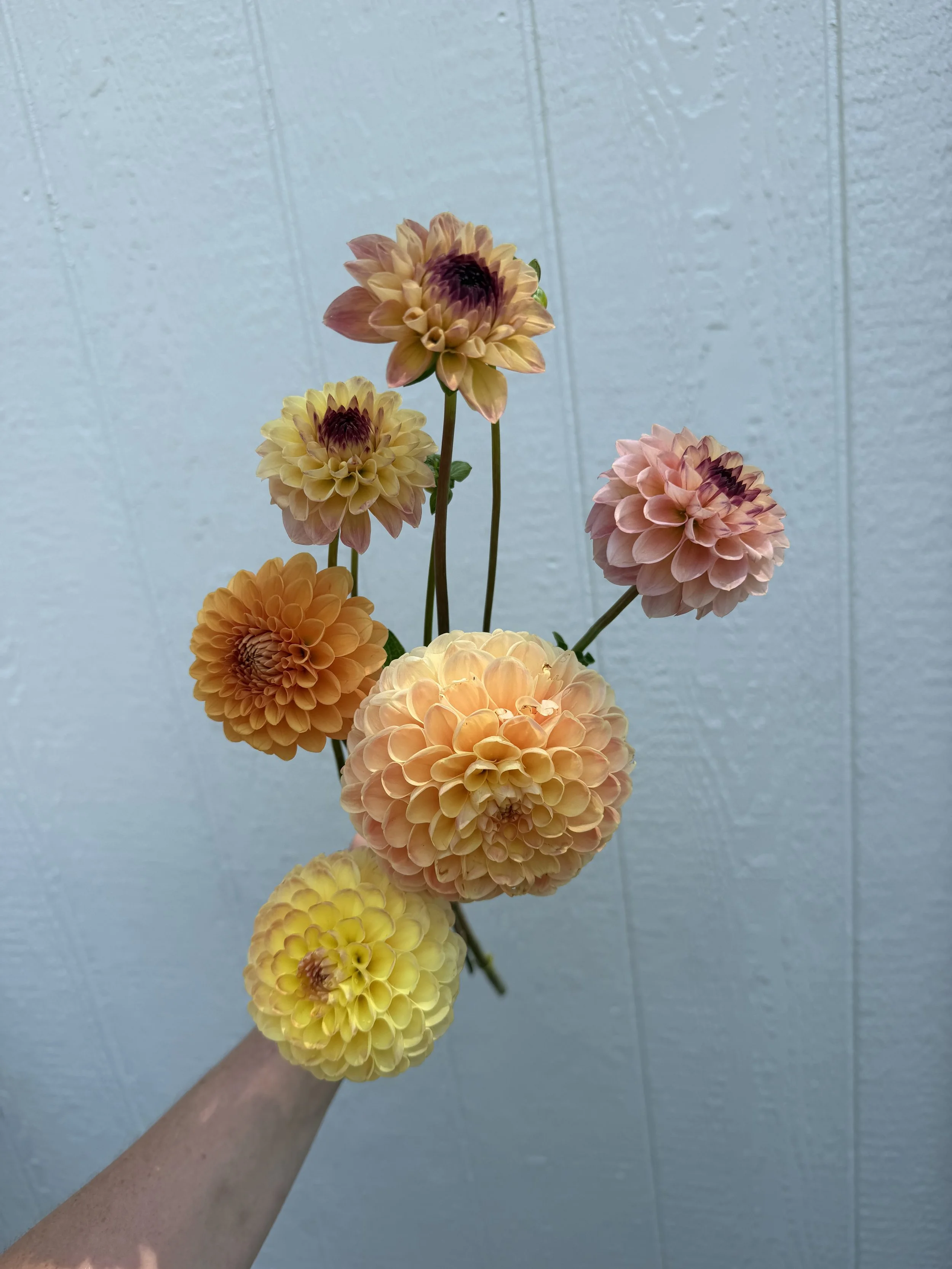IMG_6101.jpeg