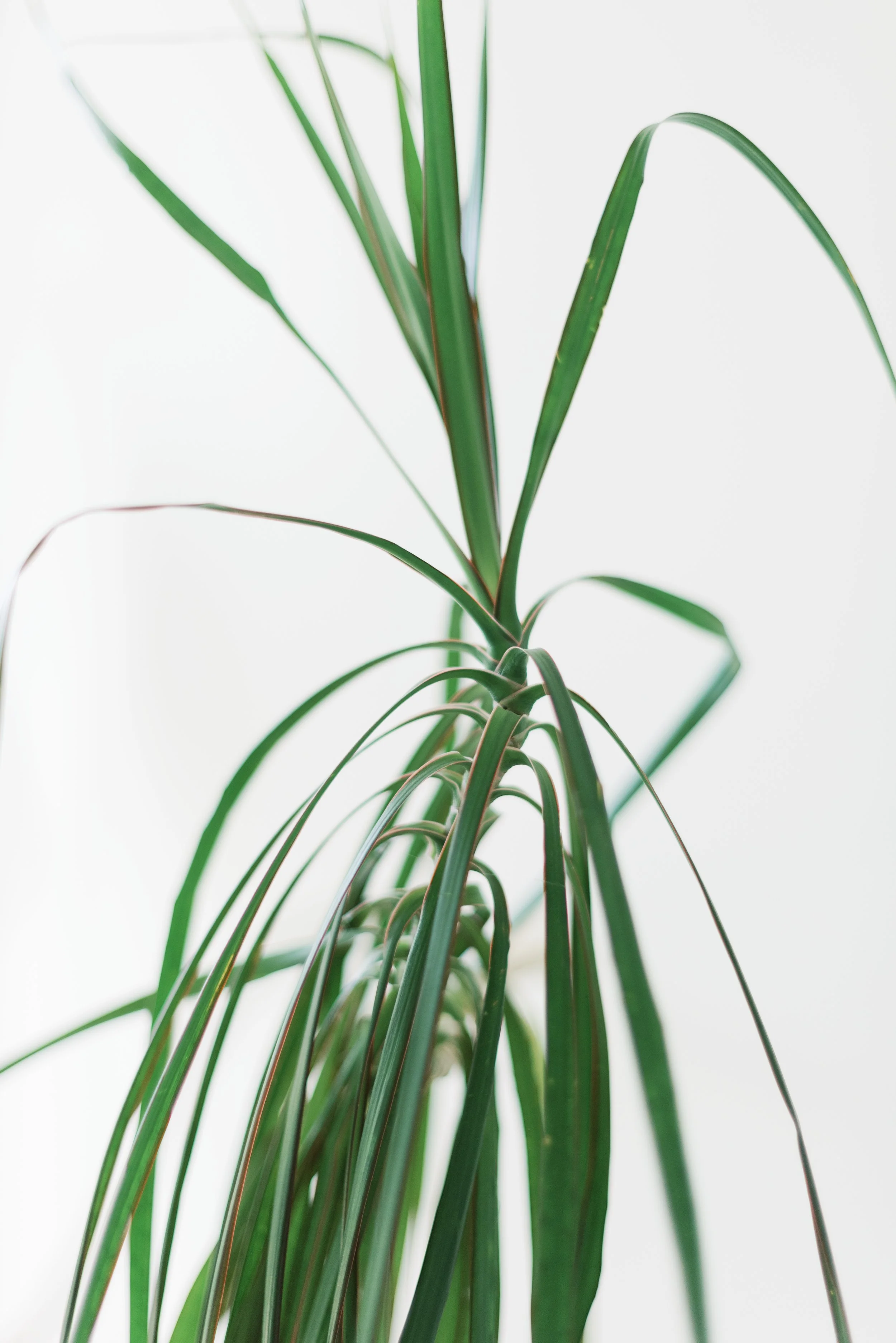 A green leafy indoor houseplant with long, slender leaves against a white background.