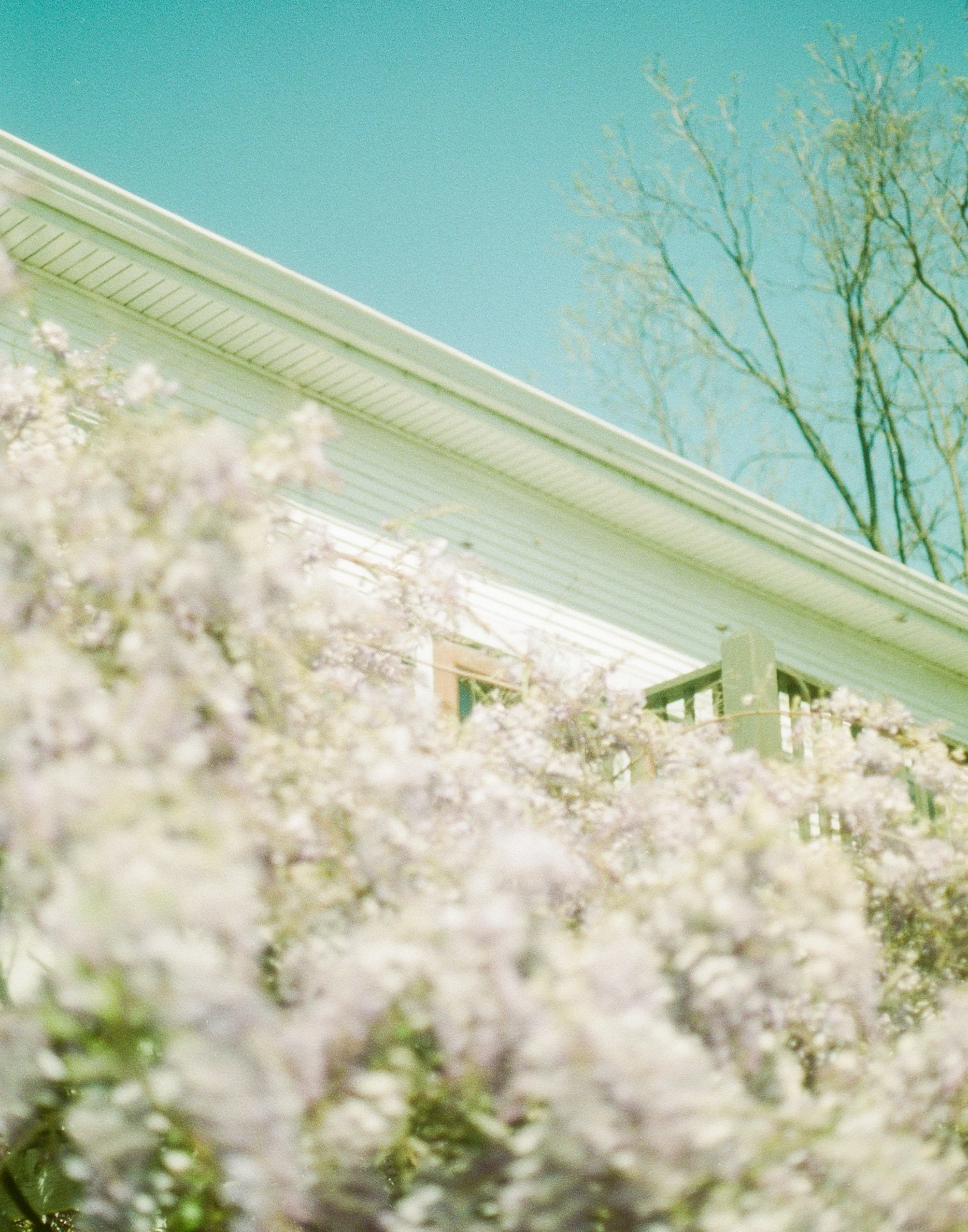 Film photo of full bloom purple wisteria arbor and historic white building. Link to Learn More about the attic at cleo bridal