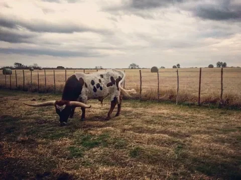 A cow grazing in a fenced pasture under a cloudy sky.