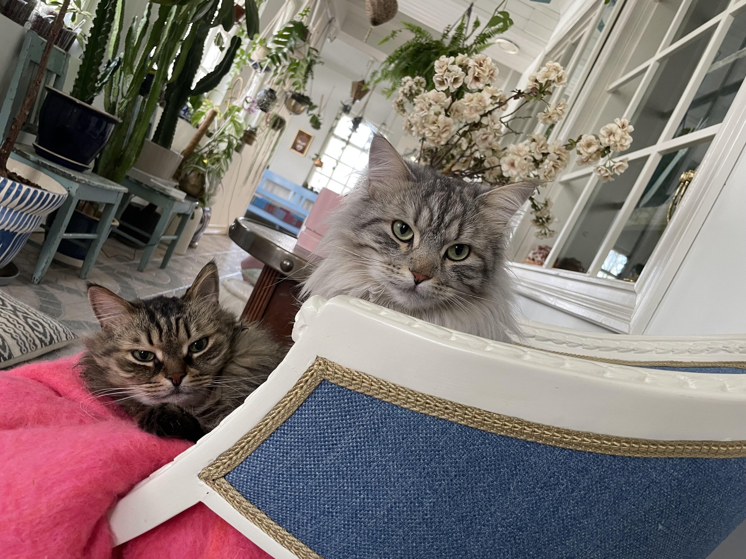 Kisut.jpg