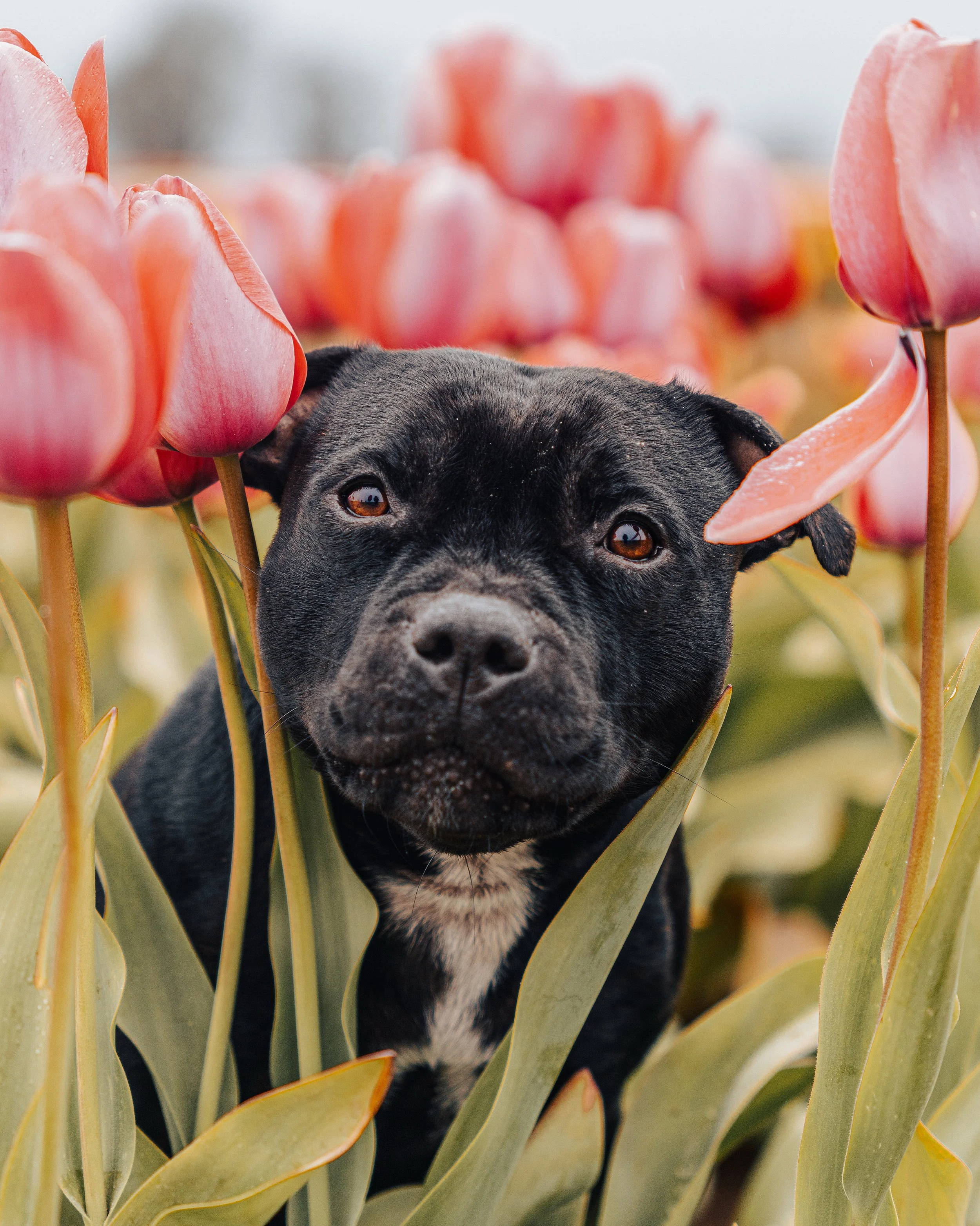 Close-up of a Staffordshire bull terrier with brown eyes surrounded by tall, yellow-green leaves of a plant, tuplip flower, with dew drops on the leaves.