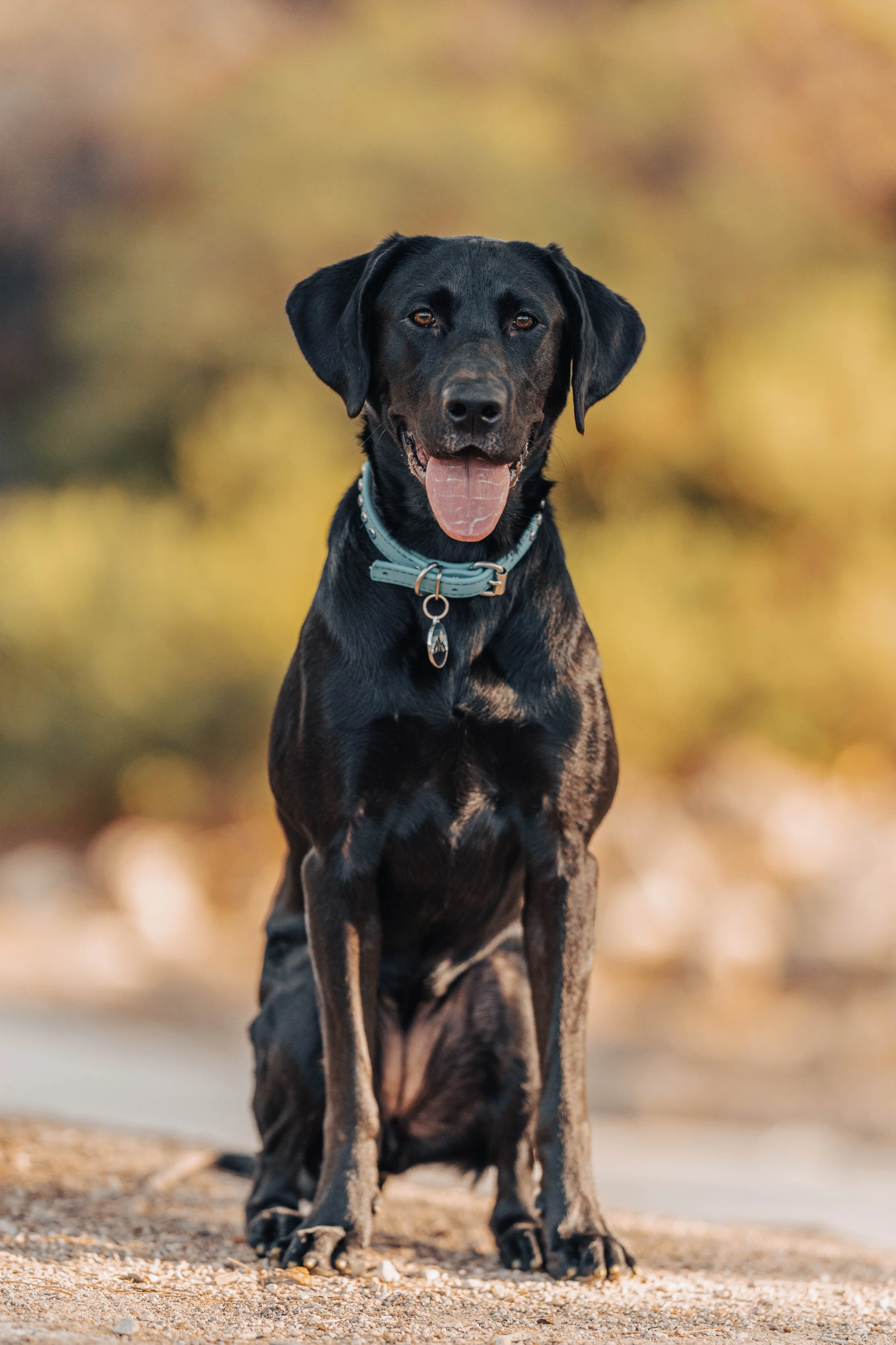 A black Labrador retriever with floppy ears sitting outdoors on a dirt path. The background is blurred with warm autumn colors.
