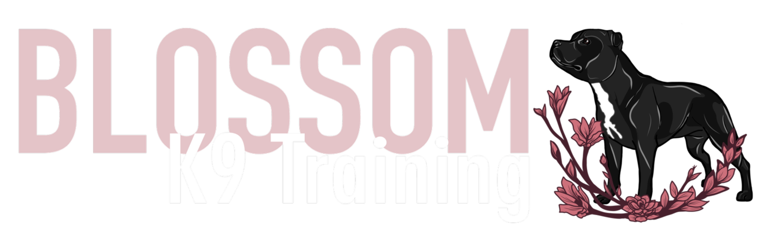 Professional Dog Training in Las Vegas, NV | Blossom K9 Training