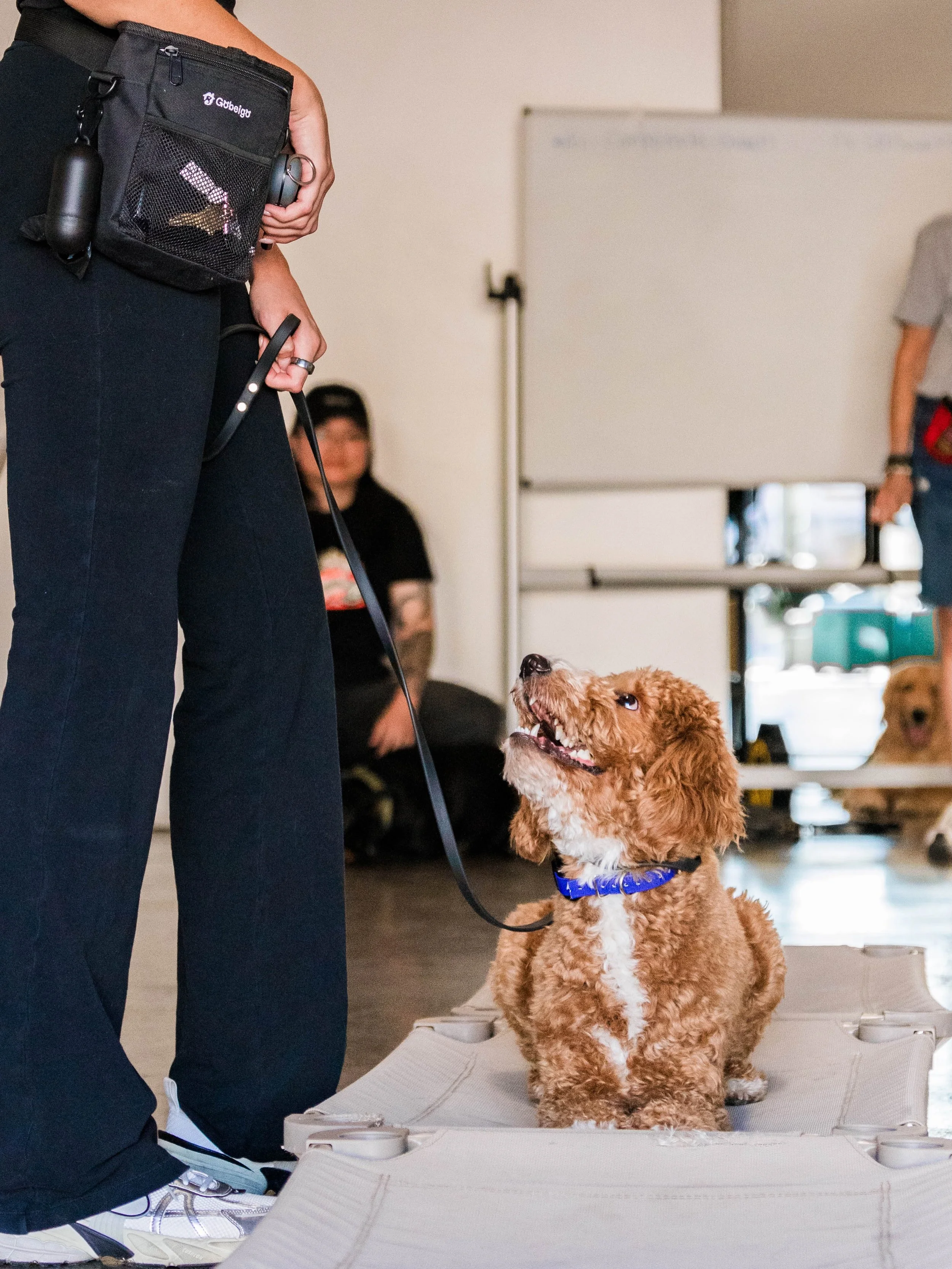 Group class is about so much more than teaching your dog commands.

It gives your dog the opportunity to learn how to listen, focus, and work with you while there are distractions all around them. Other dogs, people, new environments, movement and ex