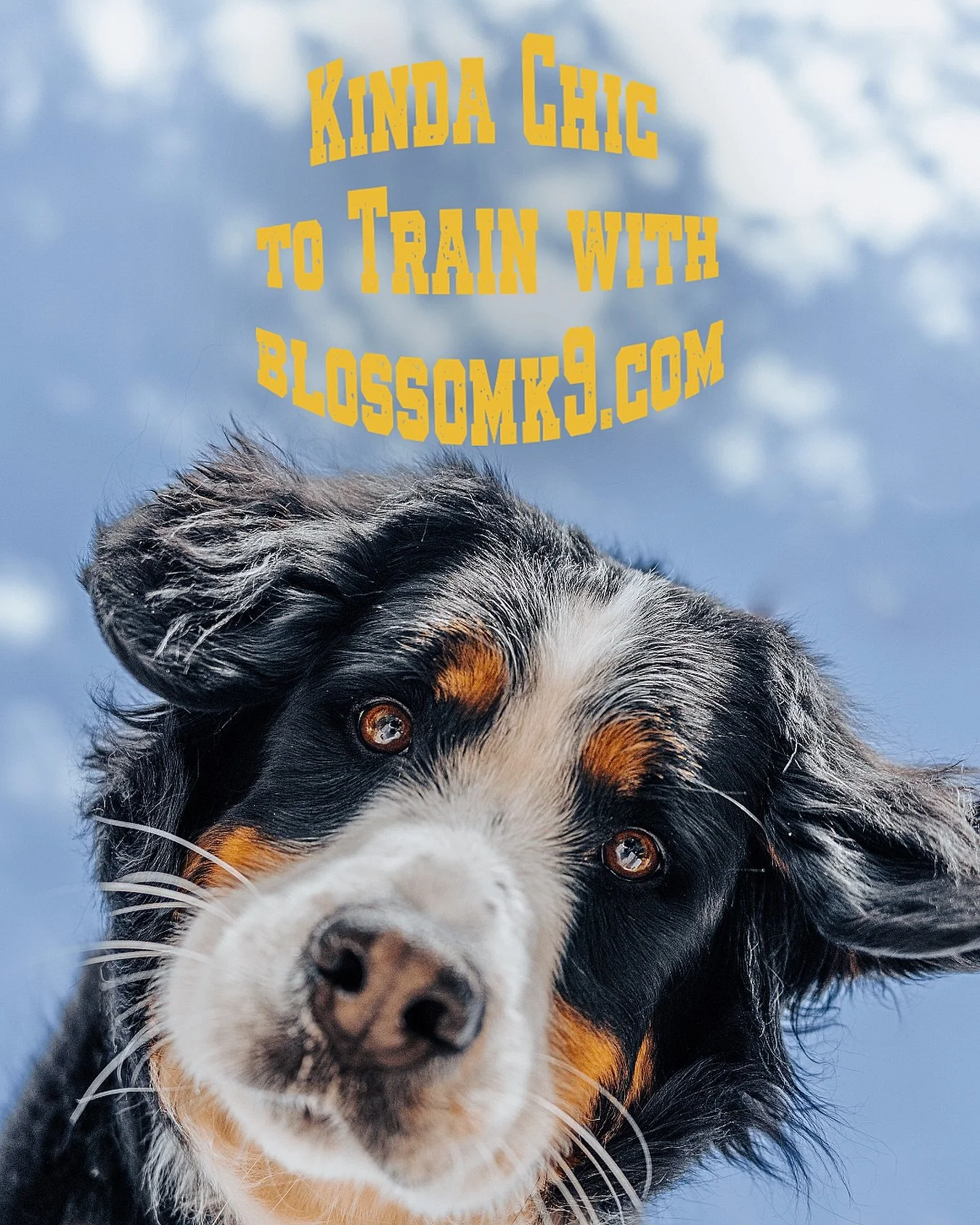 If you&rsquo;ve been saying &ldquo;I just need to find a good trainer&rdquo; for the last 6 months&hellip; this is your sign.

Whether you&rsquo;re dealing with reactivity, leash pulling, aggression, anxiety, lack of obedience, or you simply want a b