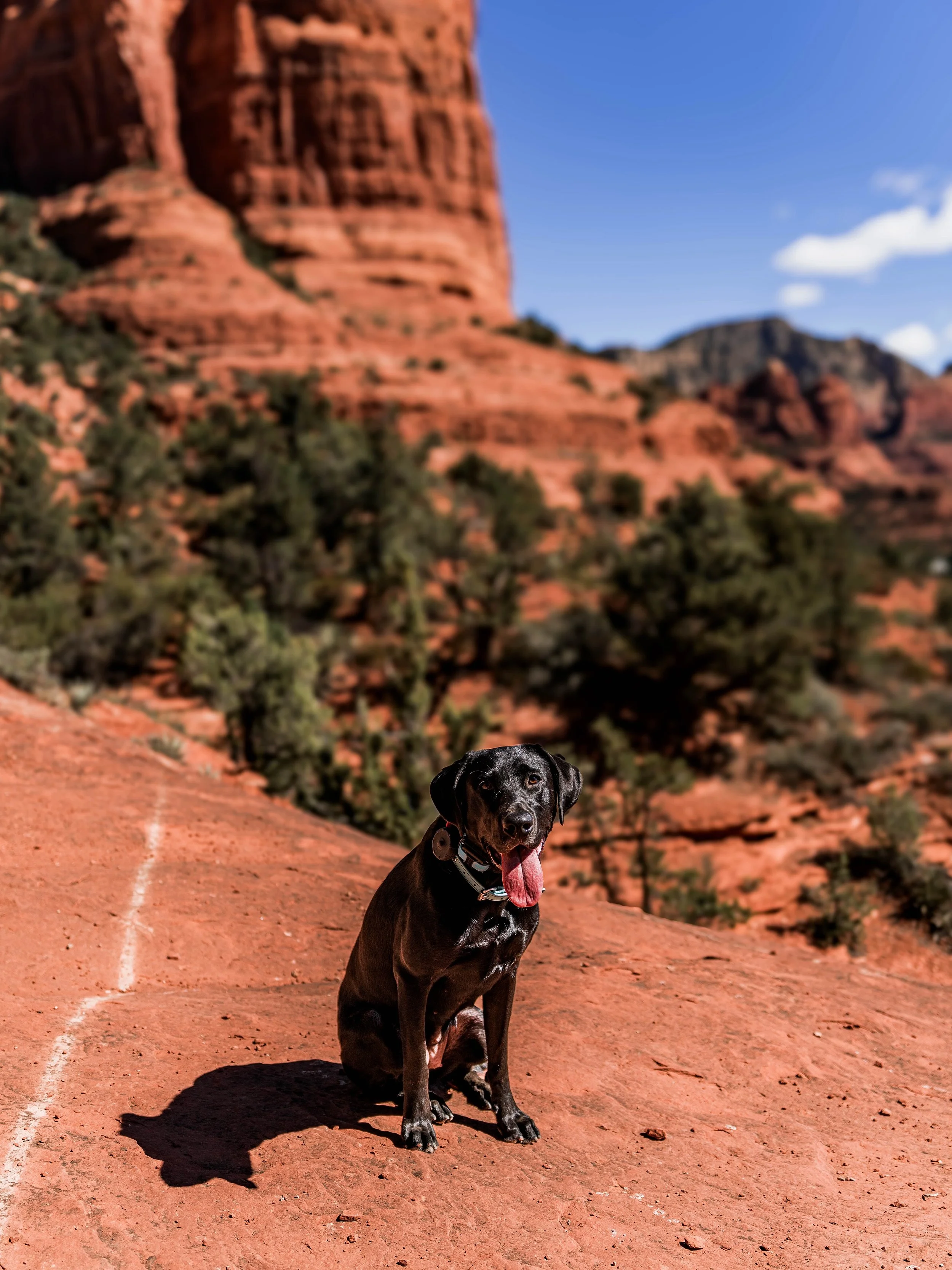 Traveling with your dog is about so much more than just making sure they can behave in public.

A dog that can truly travel well needs a foundation that goes beyond obedience.

Kennel training gives your dog a safe, familiar place to decompress no ma