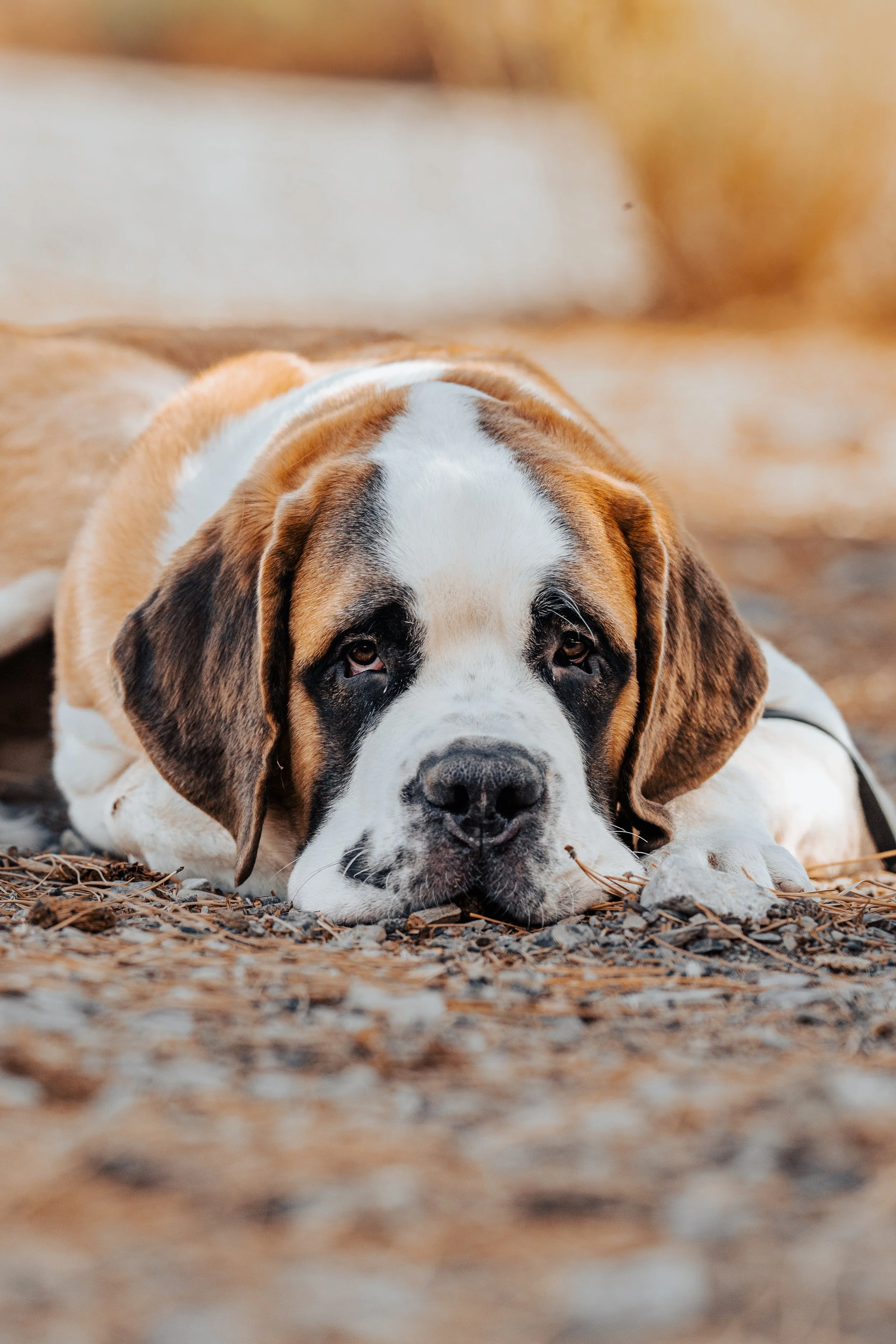 A large st. Bernard dog with a white face, brown and black markings, lying on a ground covered with leaves and small twigs, looking directly at the camera.
