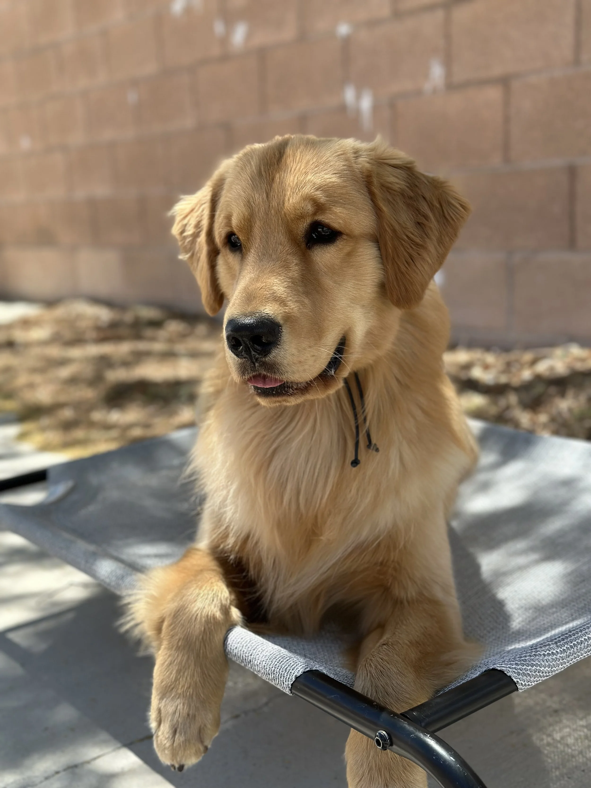 A golden retriever puppy sitting on a cot style dog bed in an outdoor area with a brick wall in the background.