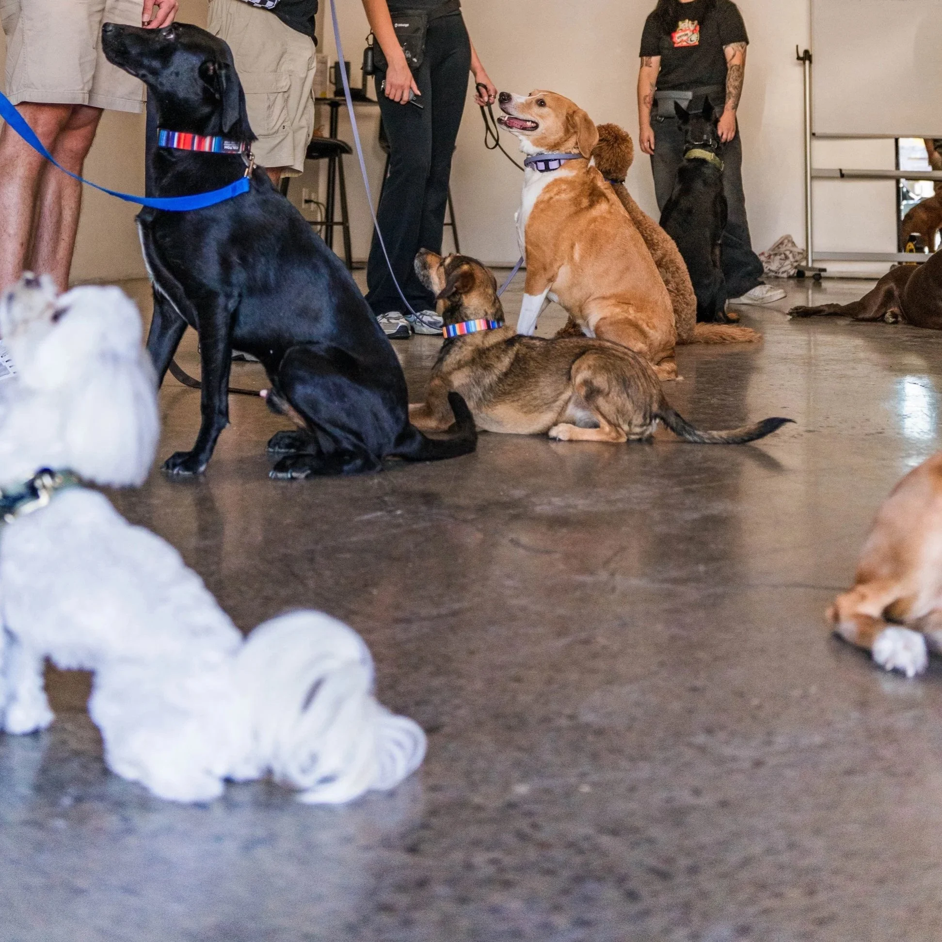 Group of dogs sitting and lying on the floor in an indoor setting, with some people in the background.
