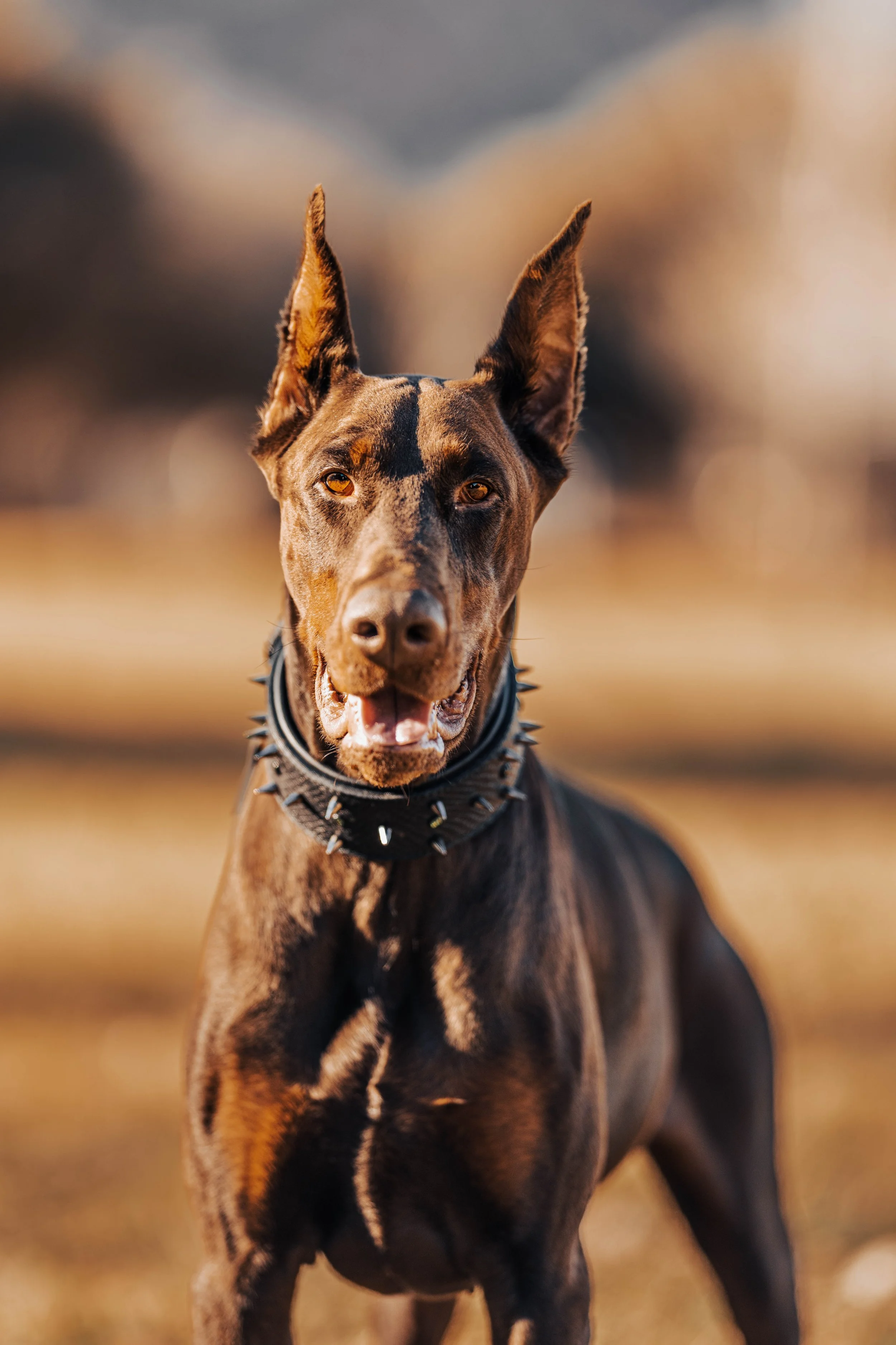 A black and brown Doberman dog with pointy ears, wearing a spiked collar, standing outdoors with a blurred natural background.