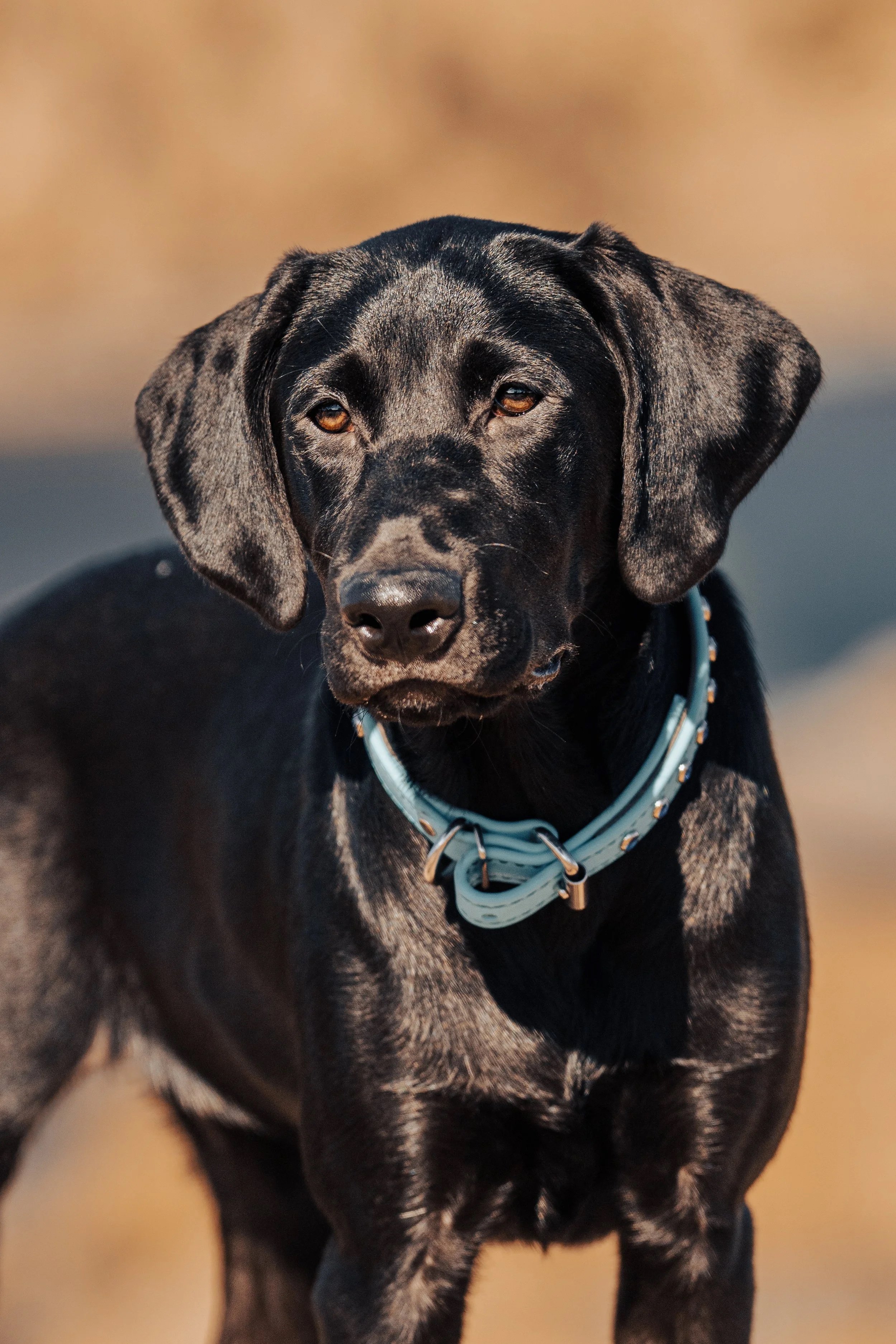 Close-up of a black Labrador retriever puppy with dark brown amber eyes, wearing a light blue collar, outdoors with a blurred background.
