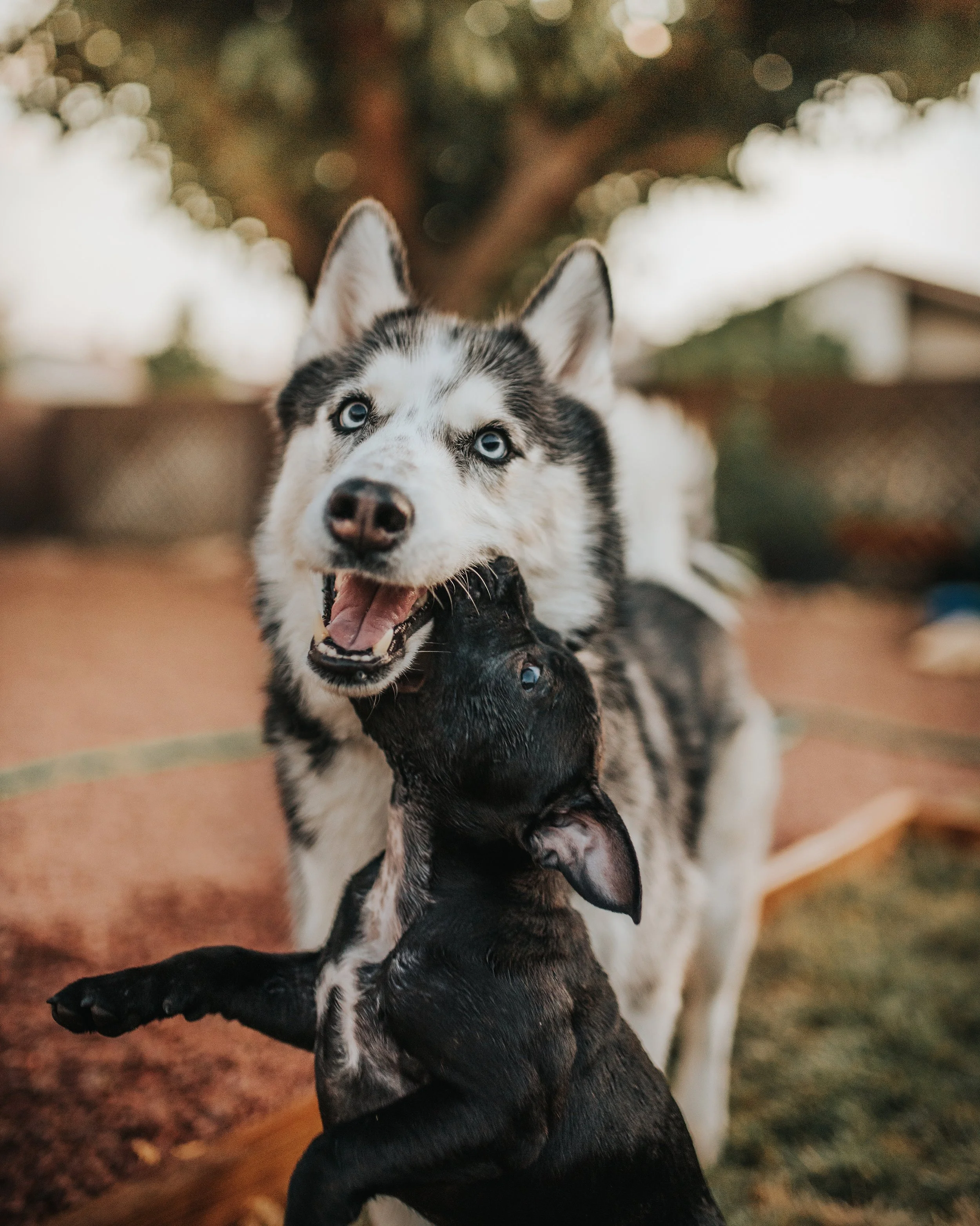 A person is holding a black puppy, with an adorable Siberian Husky puppy with striking blue eyes on top of the black puppy. The Husky appears to be playfully biting or mouthing the black puppy's head. The background features blurred holiday lights.