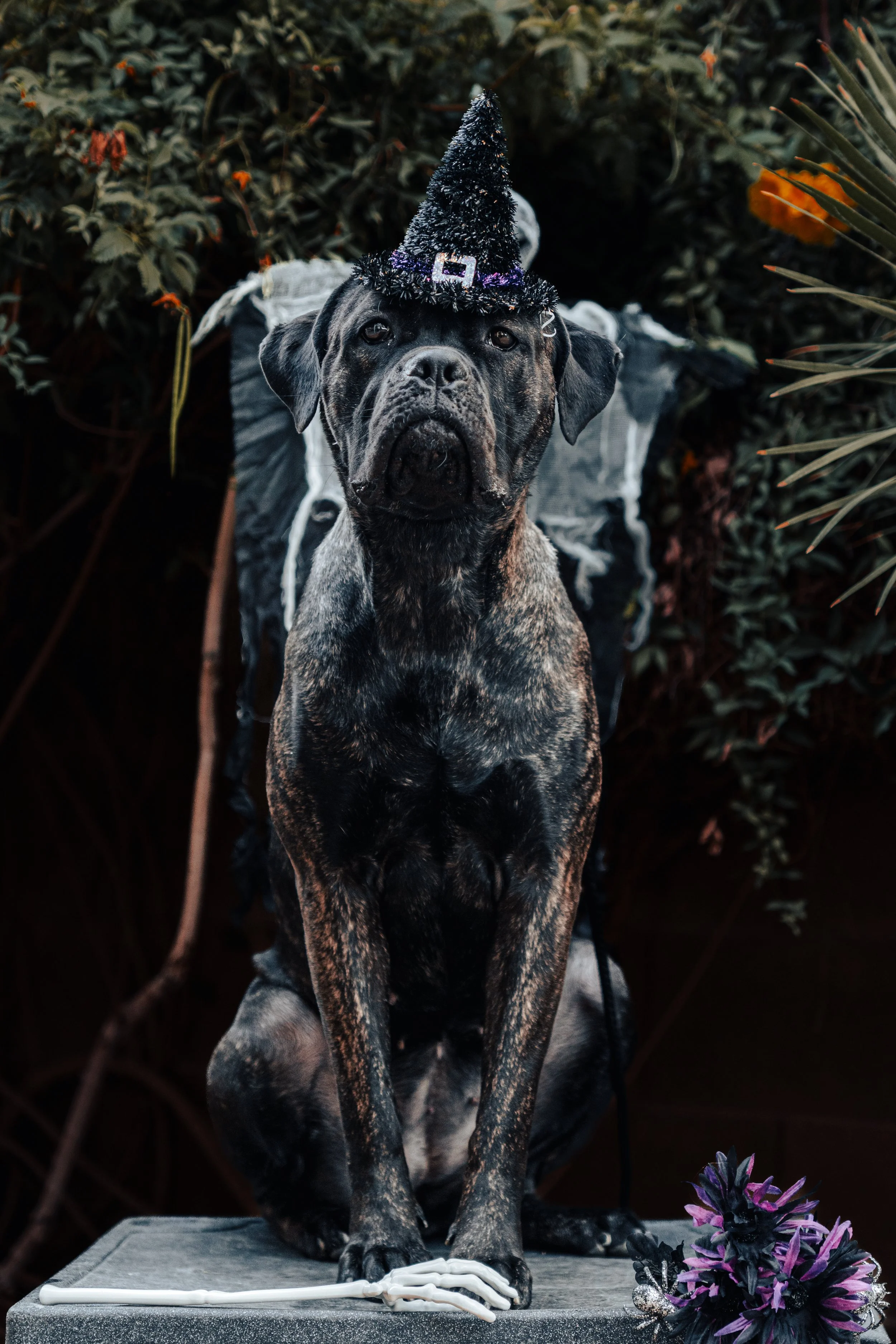 A large dog with a black coat and brindle markings on its face, chest, and legs, sitting outdoors in front of dense greenery. The dog is wearing a small, black, sparkly witch hat with a purple band and decorations. In front of the dog on a stone surface are Halloween decorations including a plastic skeleton hand and purple flowers with black and silver accents.