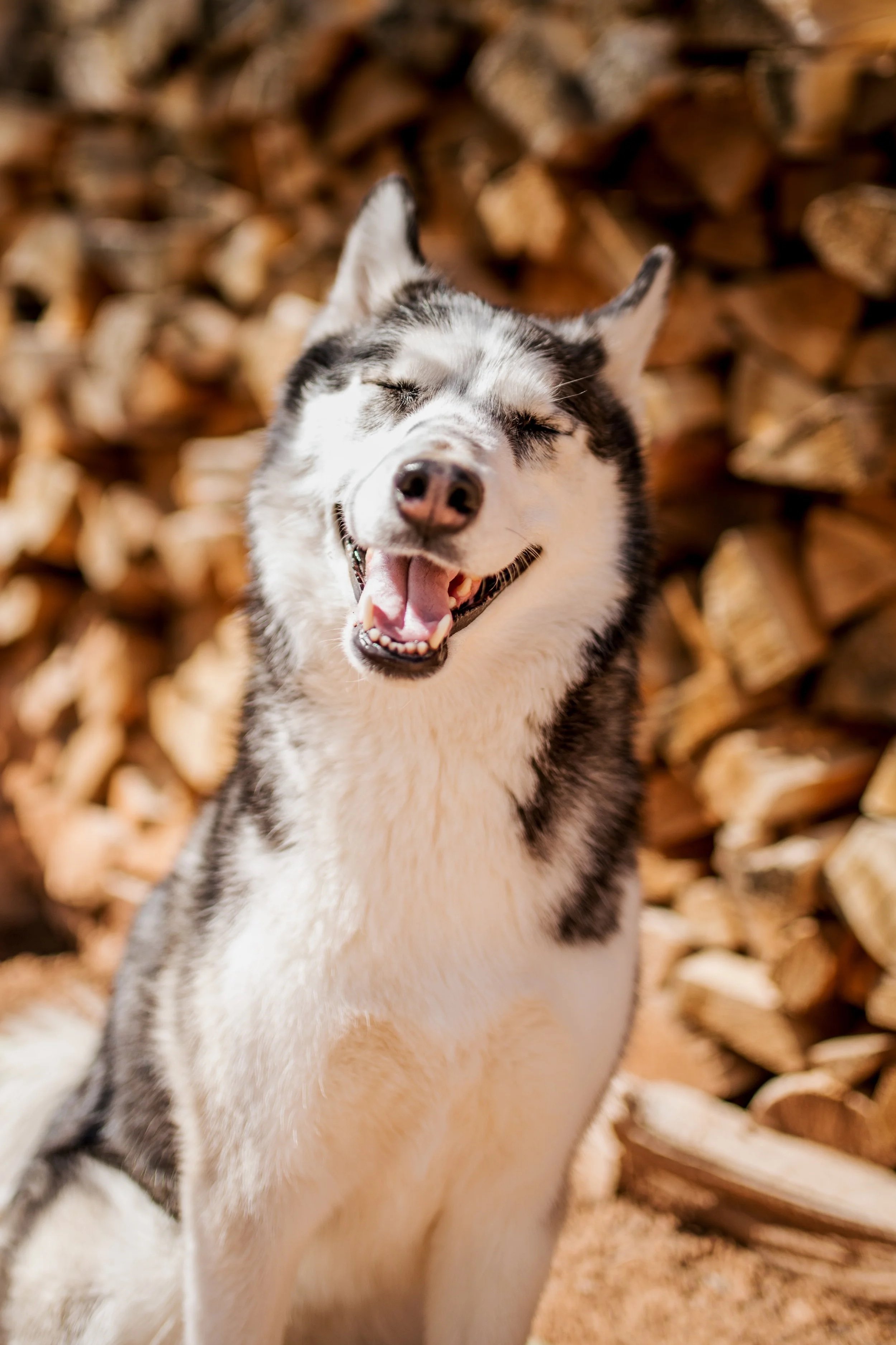 A happy black and white Siberian Husky with eyes closed, smiling, in front of a stack of logs.