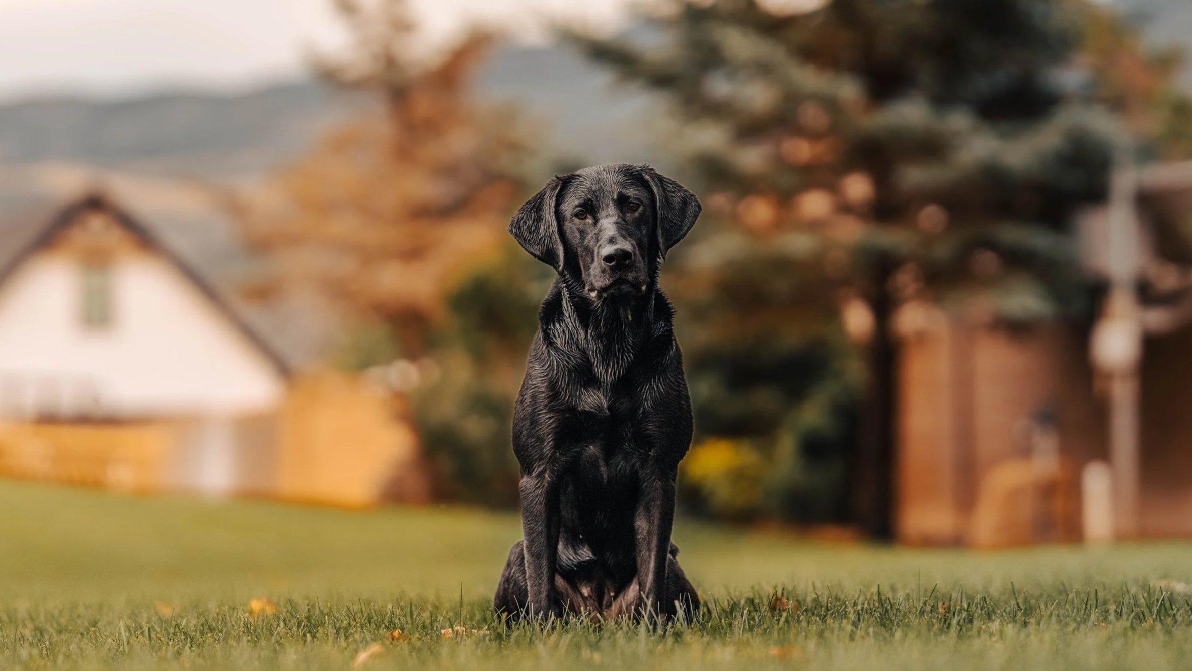 Black Labrador retriever puppy sitting on grass in a suburban neighborhood with houses and trees in the background.