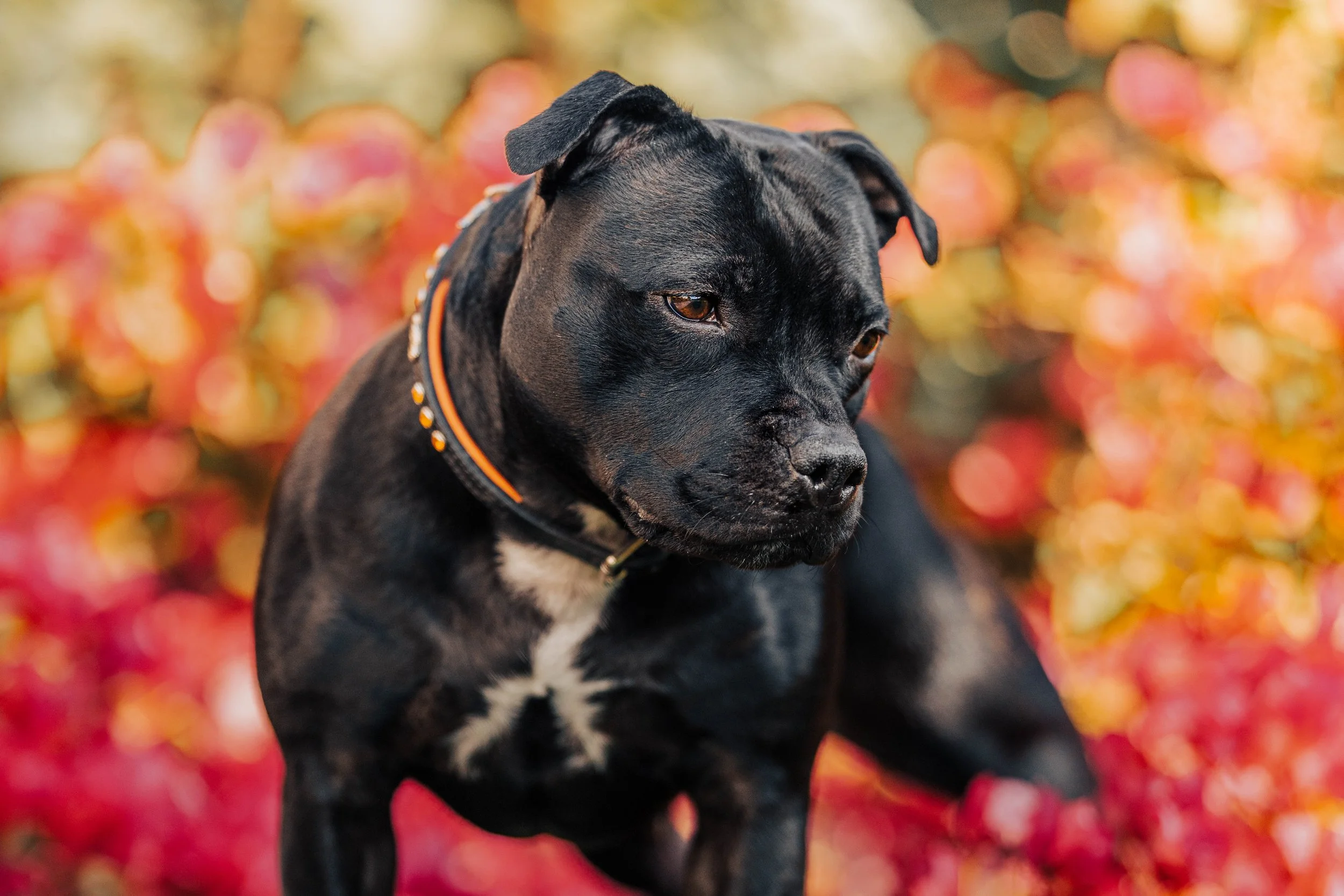 Close-up of a black brindle Staffordshire bull terrier with brown eyes and a collar, sitting outdoors with blurred colorful leaves in the background.