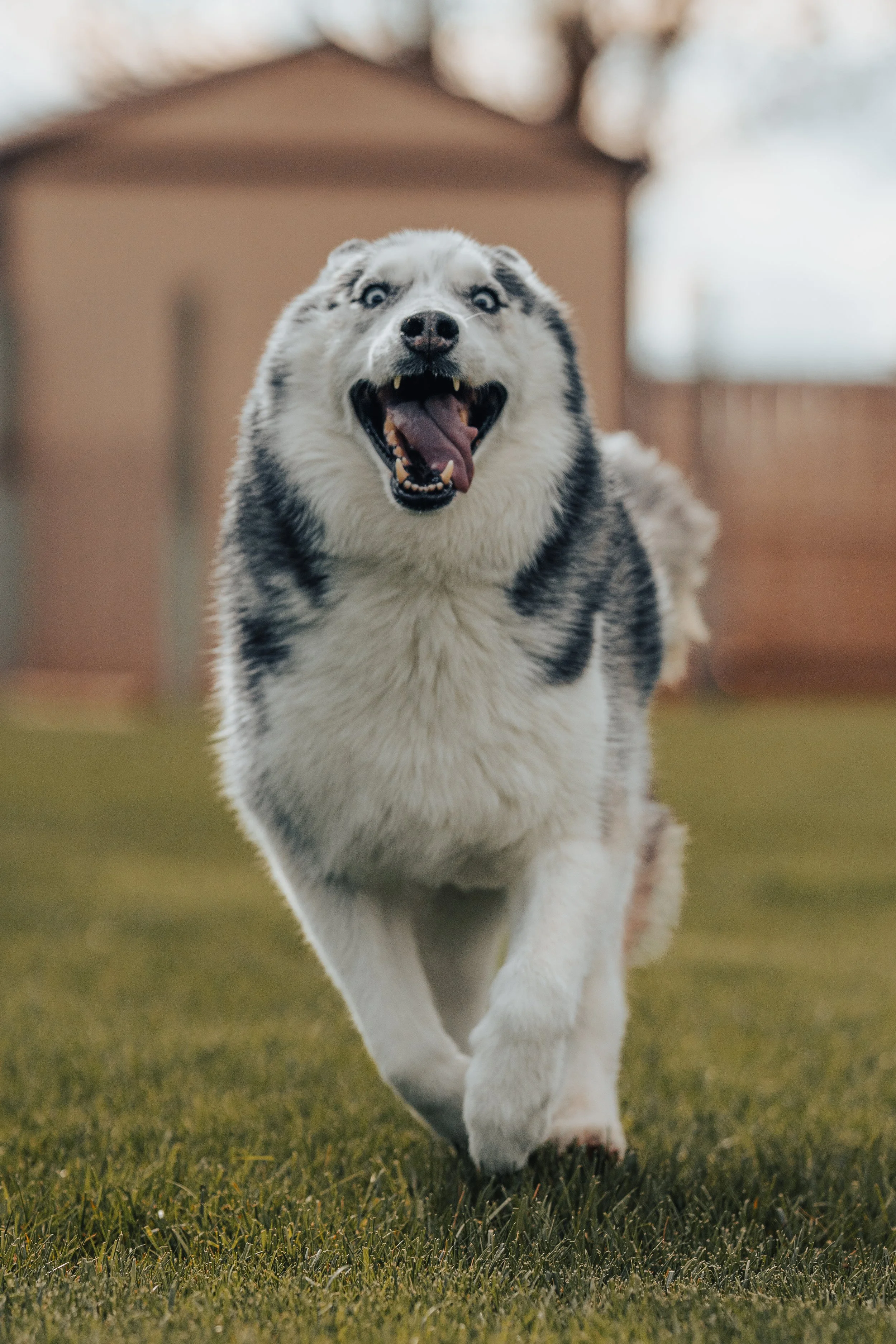 A Siberian Husky dog running on grass with a playful and happy expression, tongue out, in an outdoor setting.