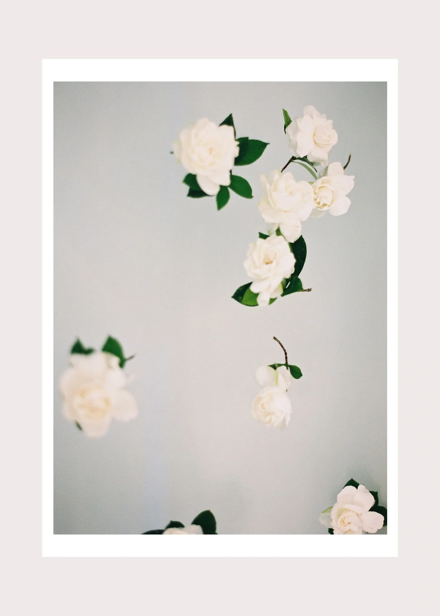 the_gardenias_.jpg