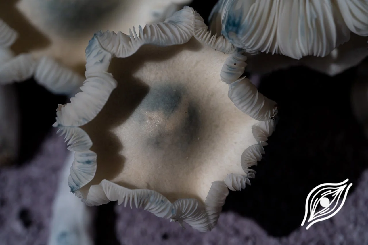 Why do psilocybin mushrooms turn blue?