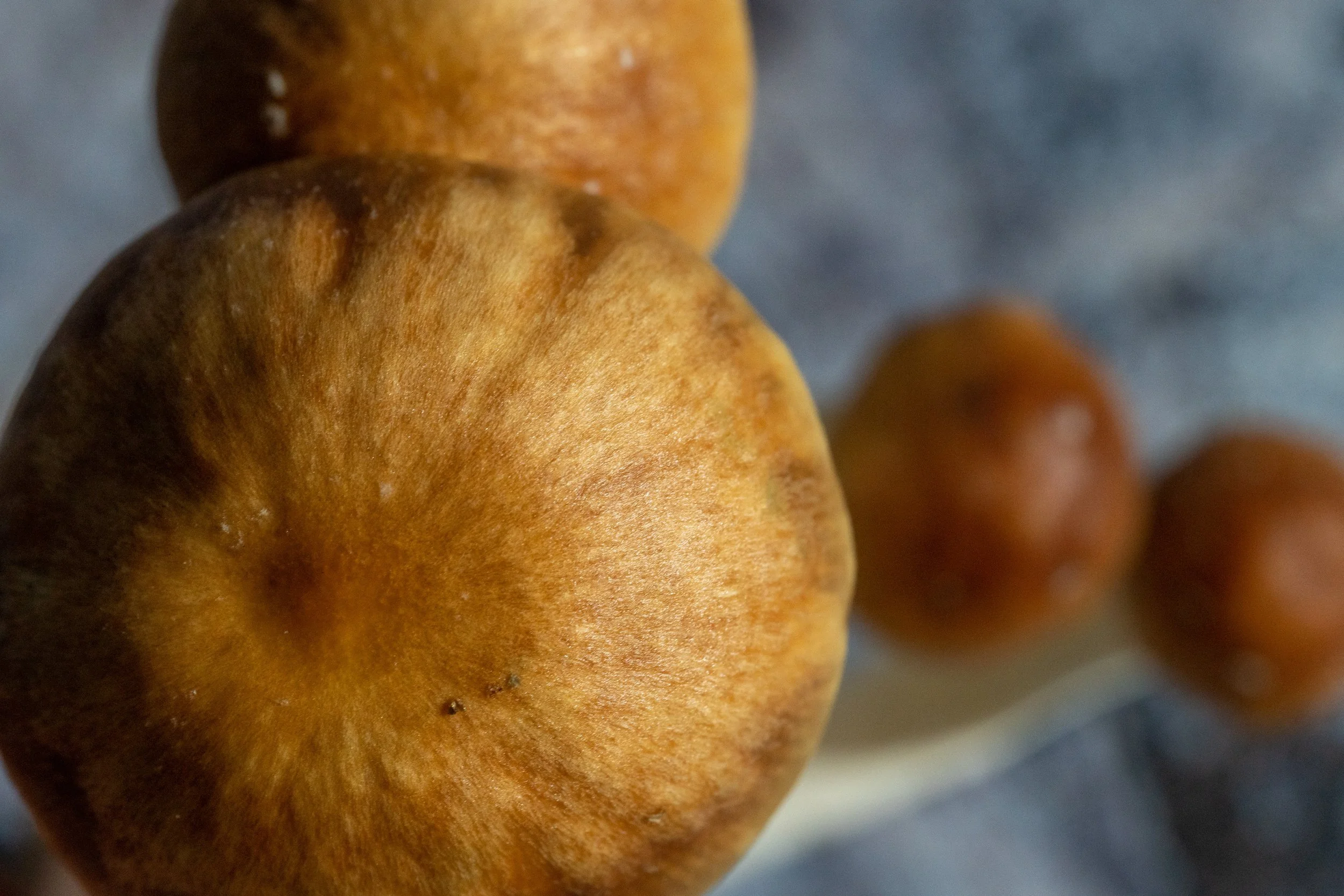 How To Store Your Psilocybin Mushrooms