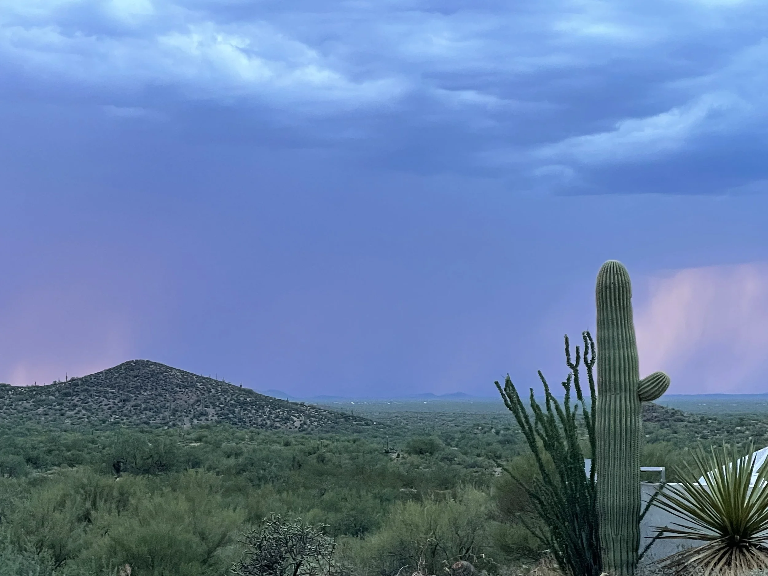 A desert landscape with tall cacti, green shrubs, and distant rolling hills under a partly cloudy sky.