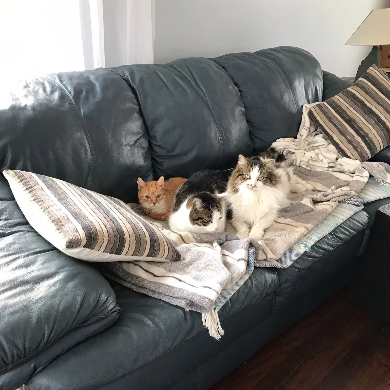 Cats At The Paddock