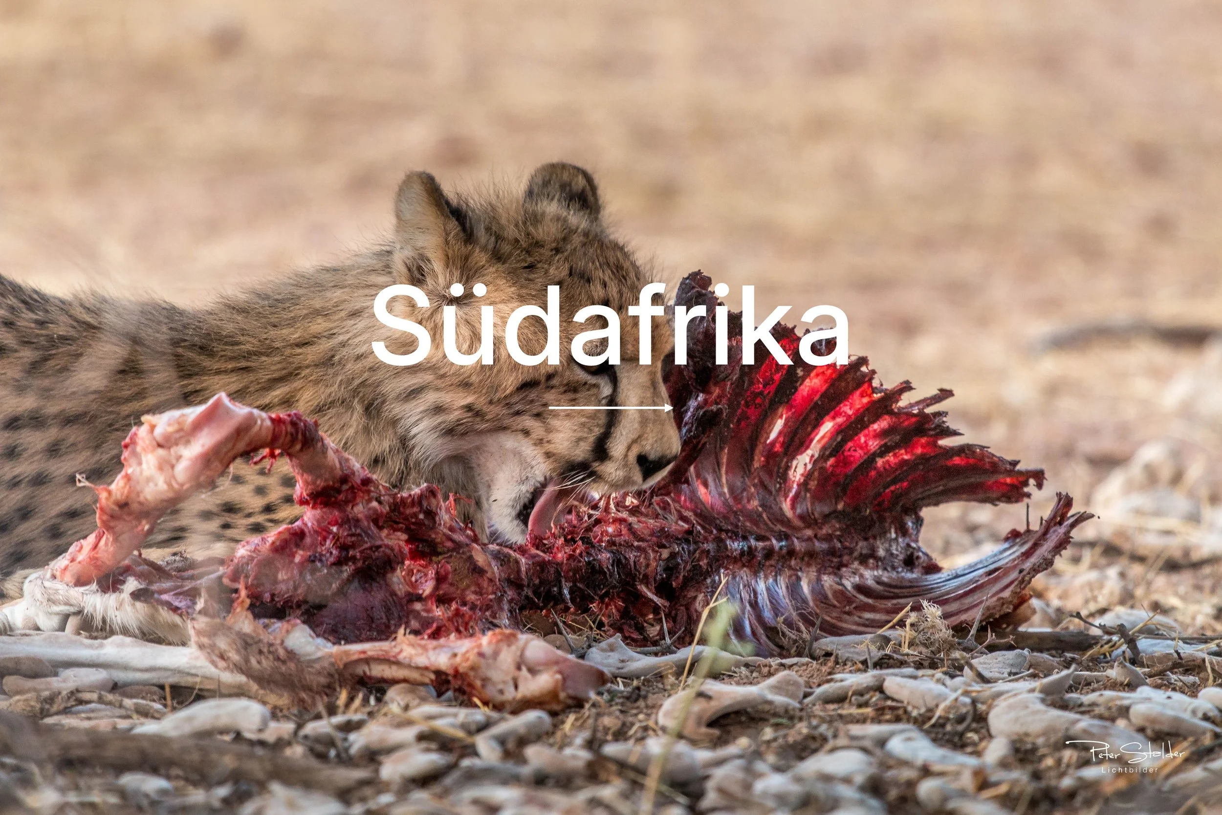 G-Suedafrika.jpg