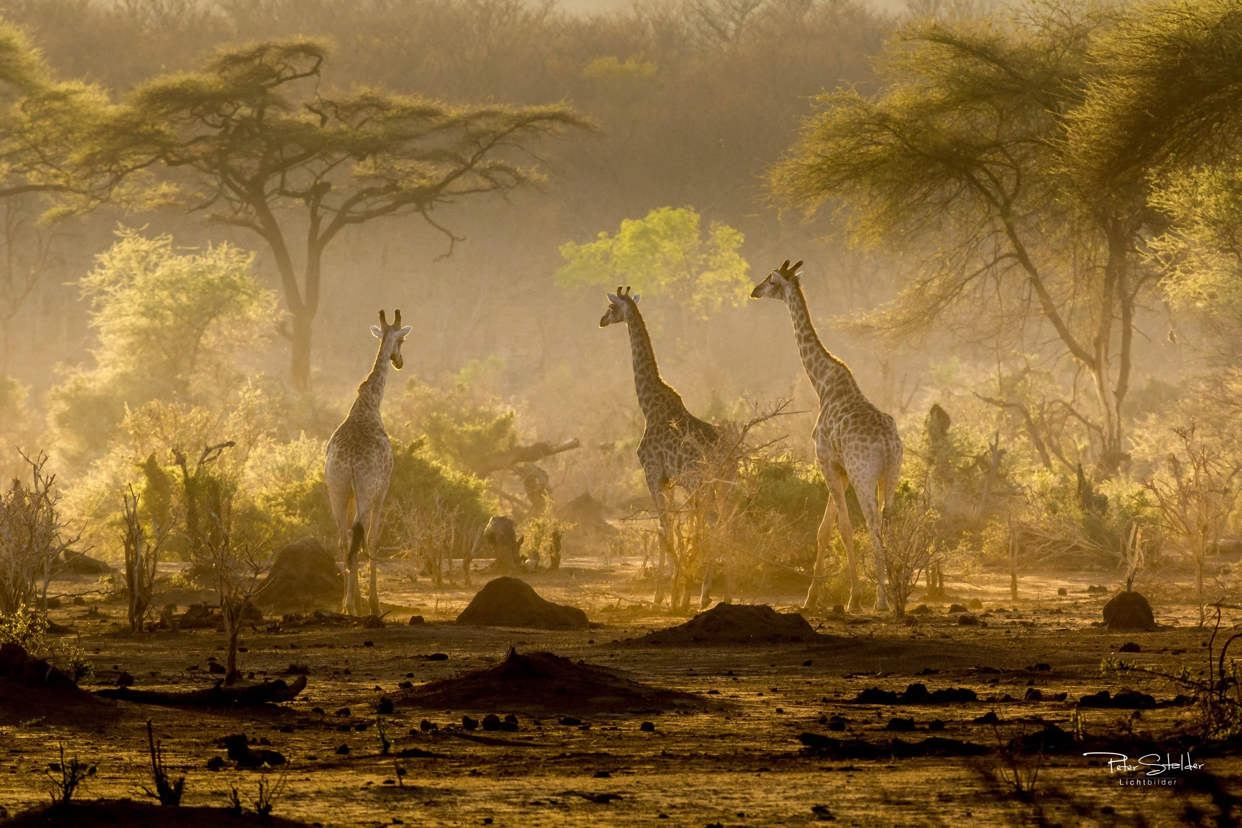 20151022_071716_canon_0107.jpg
